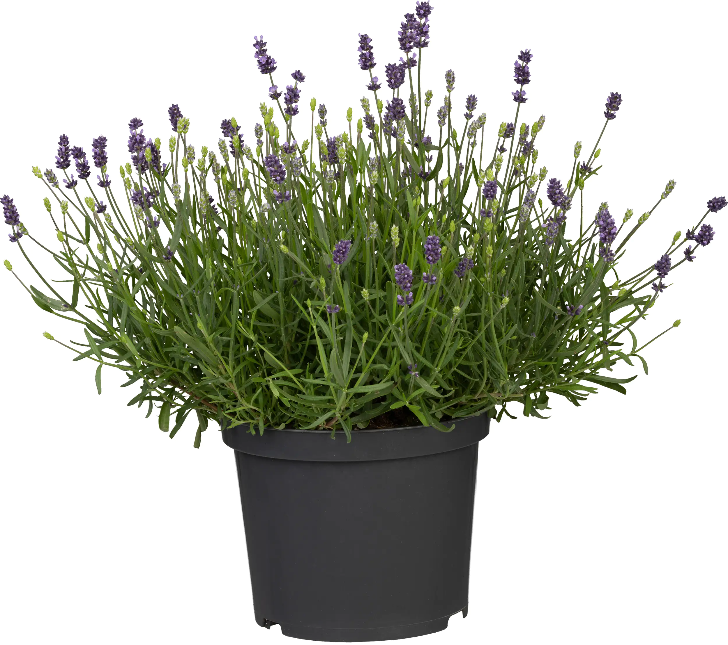 Lavendel angustifolia 17 cm Topf