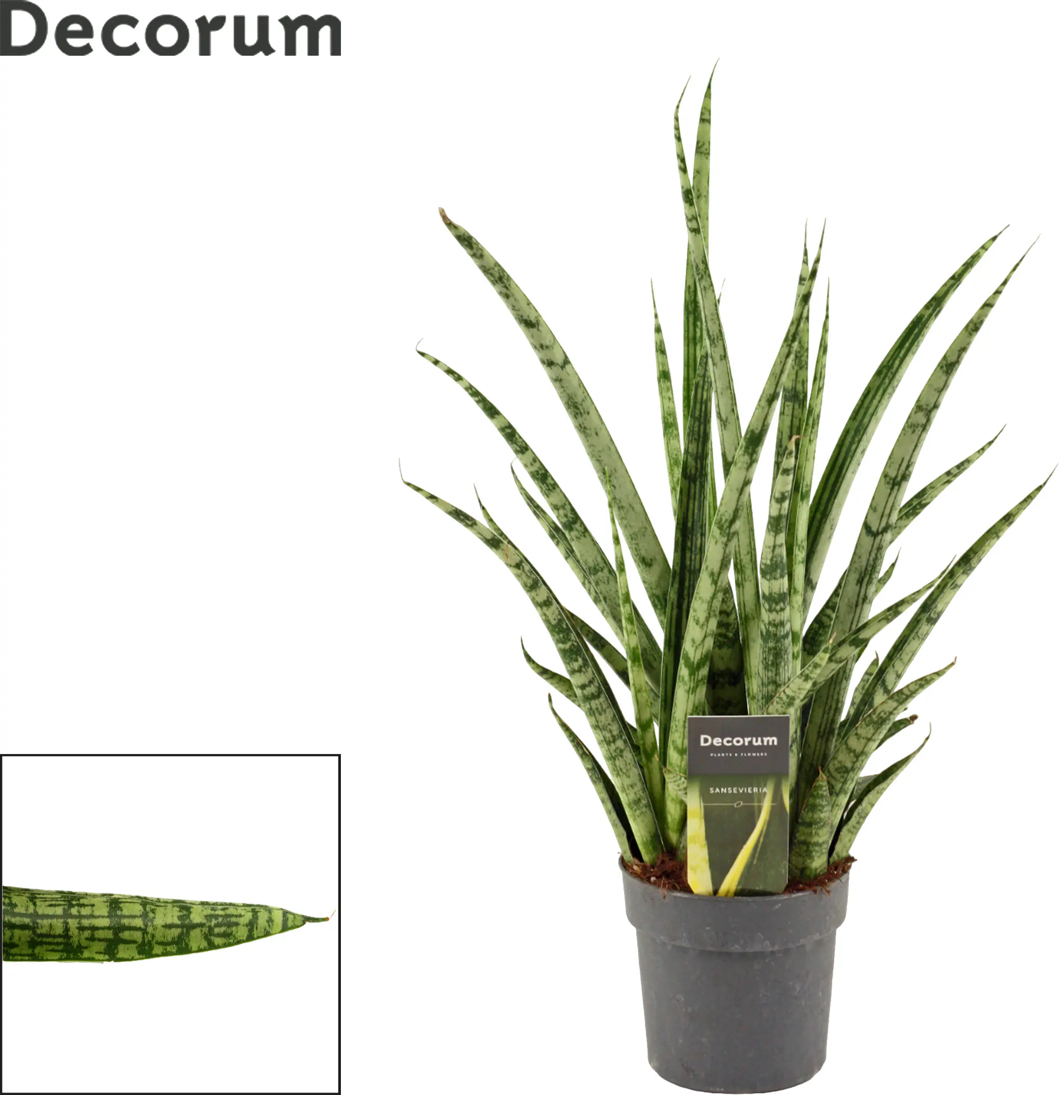Sondersorten Sansevieria Bogenhanf im 12 cm Topf Sondersorten Sansevieria Bogenhanf im 12 cm Topf