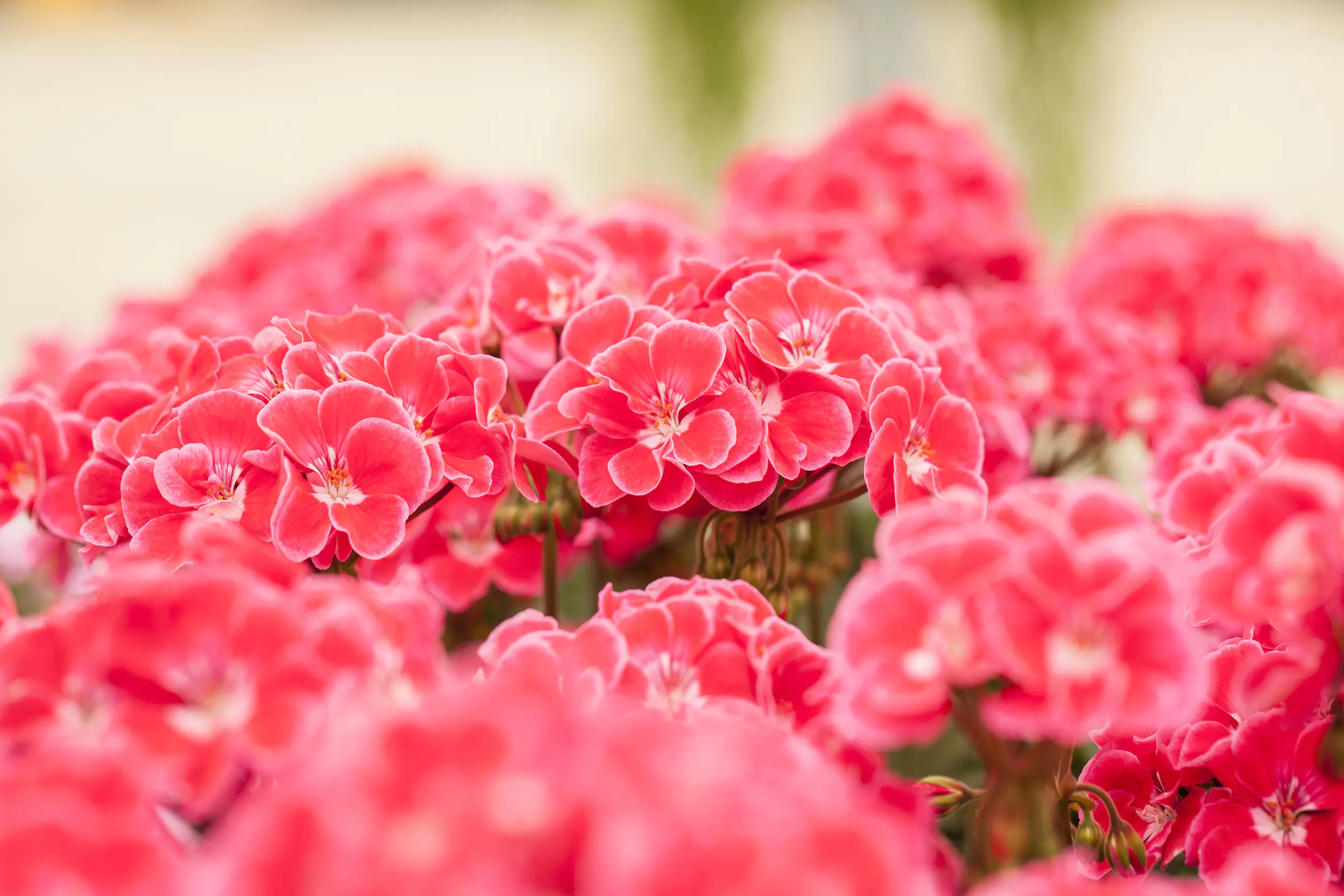 Geranie stehend Geranium zonale H ca 25 cm 1 L Container Geranie stehend Geranium zonale H ca 25 cm 1 L Container