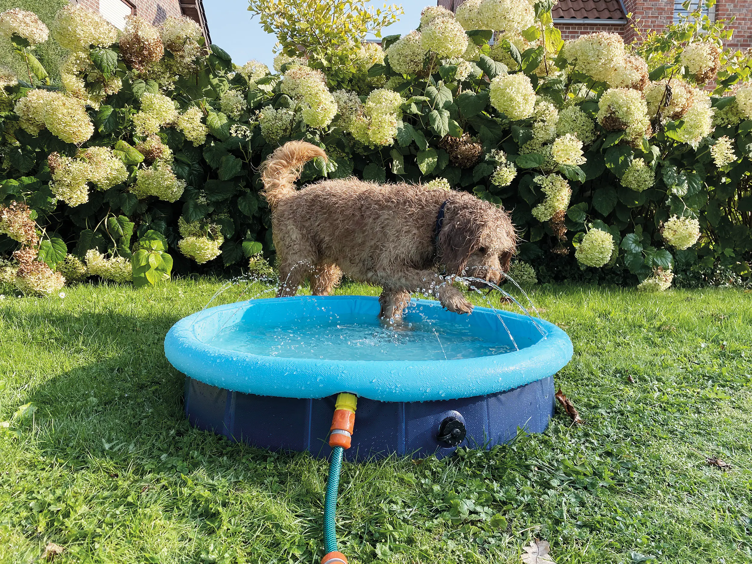 Nobby Hundepool Splash Pool 2 in 1 Nobby Hundepool Splash Pool 2 in 1
