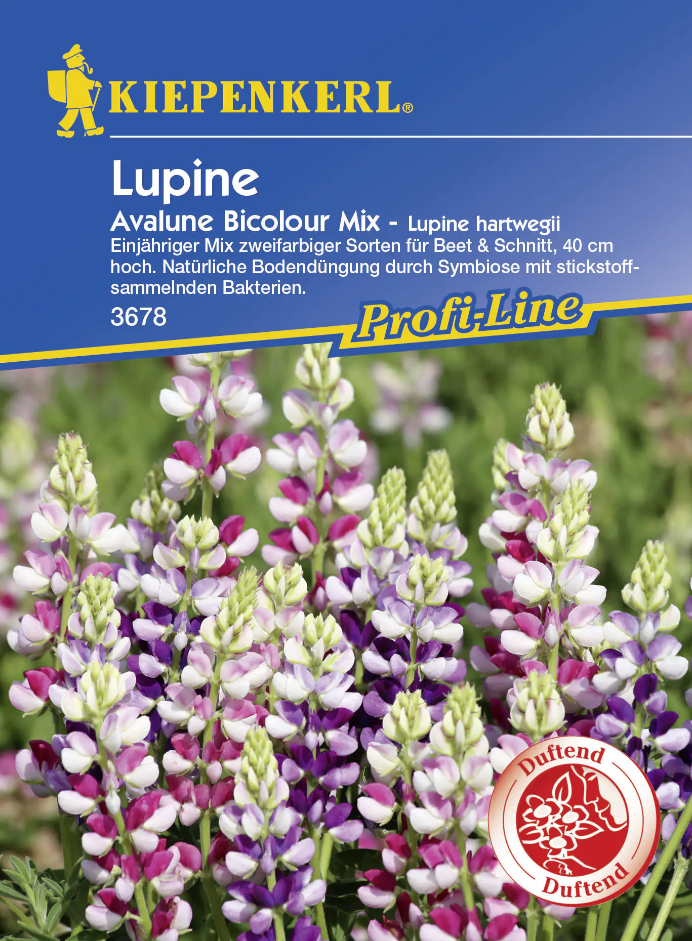 Kiepenkerl Profi-Line Lupine Avalune Bicolour Mix Lupinus hartwegii, Inhalt: ca. 35 Pflanzen