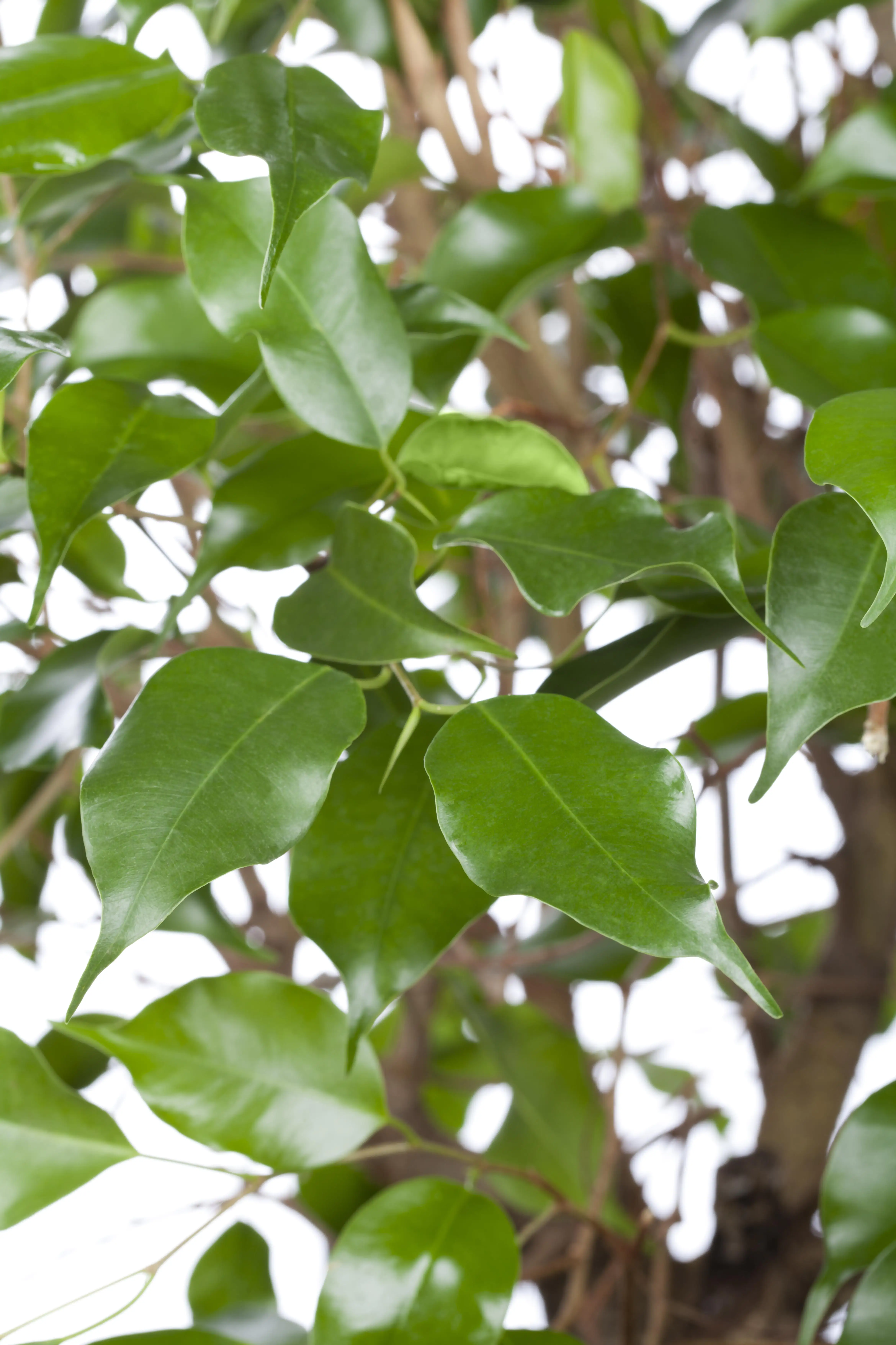 Birkenfeige Ficus benjamina Exotica H ca. 75 cm 17 cm Topf