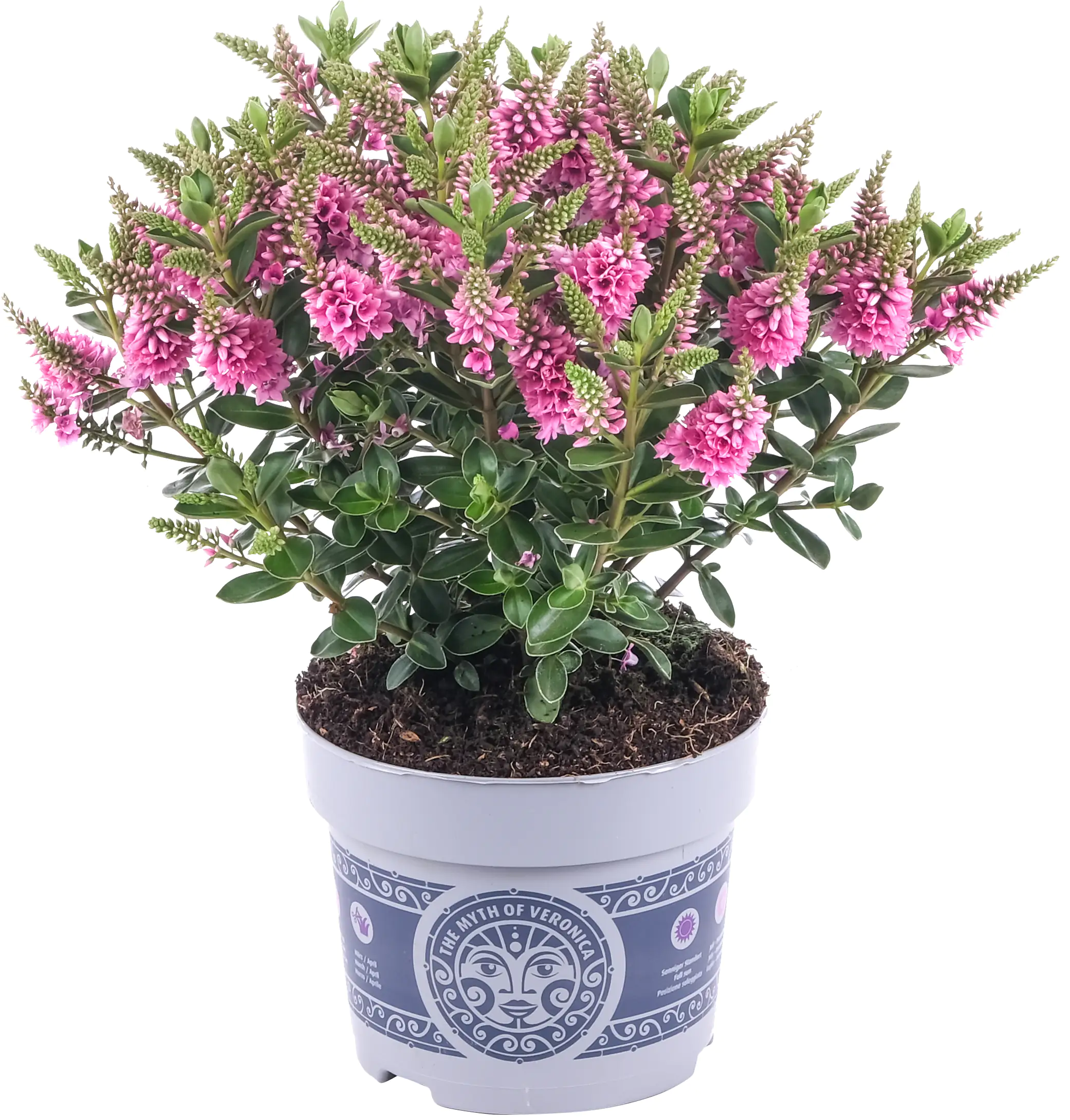 4250308307233_07 Strauchveronika Hebe All Blooms 12 cm Topf