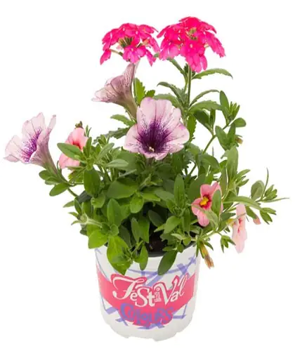 Festival Colours Parade Mix 12 cm Topf
