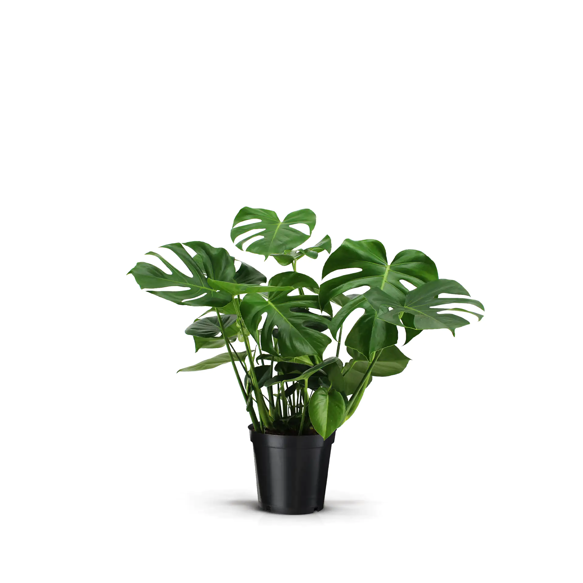 Grünpflanzen Mix 19 cm bzw. 21 cm Topf