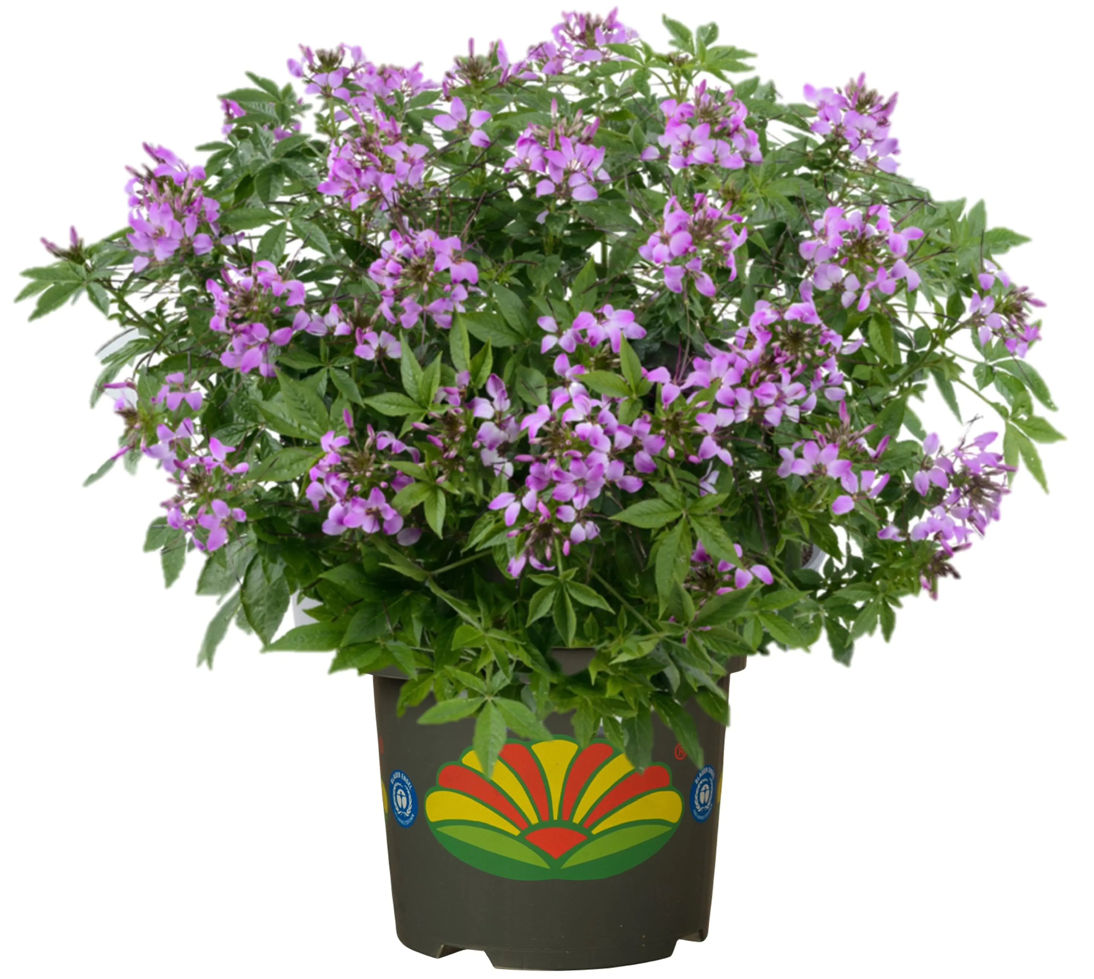 Cleome Spinnenblume H 30 cm 5 L Container magenta