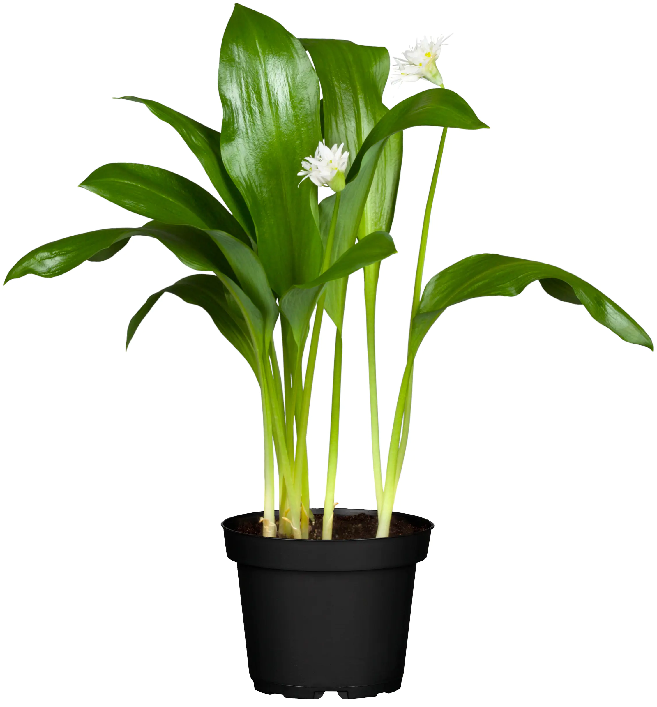 Allium ursinum Bärlauch 13 cm 