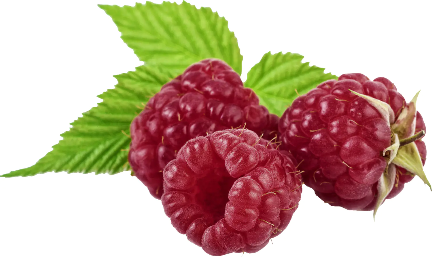 Bio Beerenobst Himbeere Rubus idaeus Herbst 3 Liter Topf