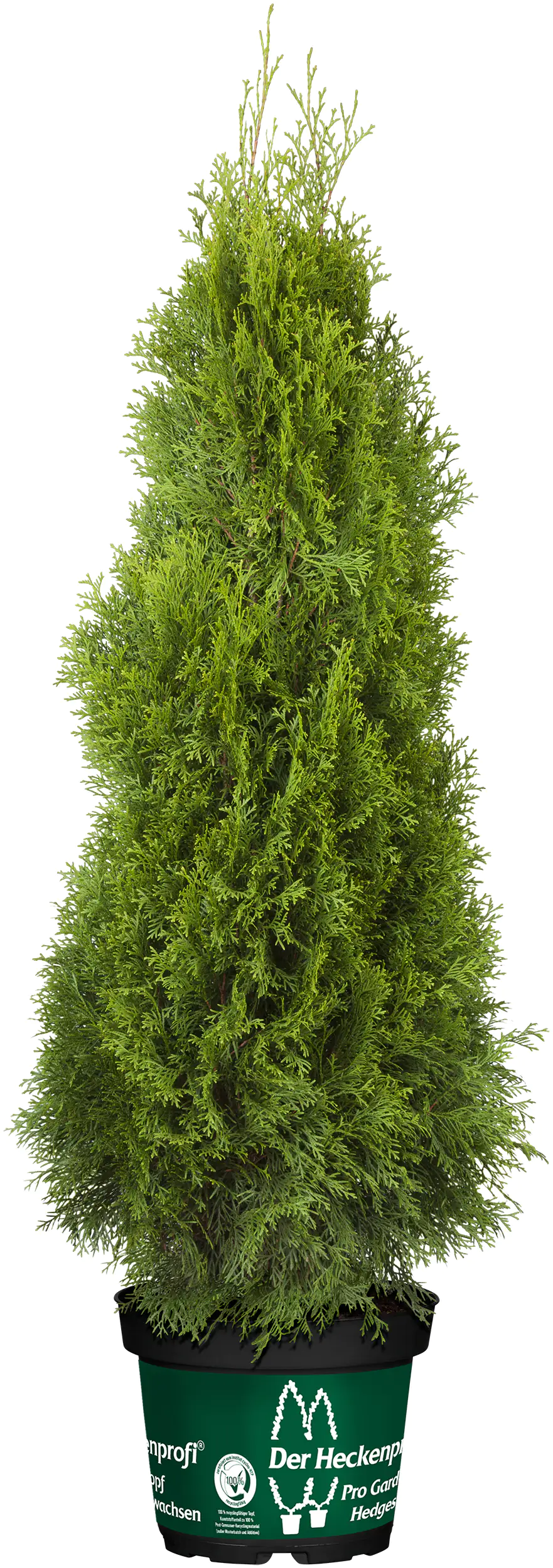 Lebensbaum Thuja occ. Smaragd 12 Liter Container 140-150 cm hoch Lebensbaum Thuja occ. Smaragd 12 Liter Container 140-150 cm hoch