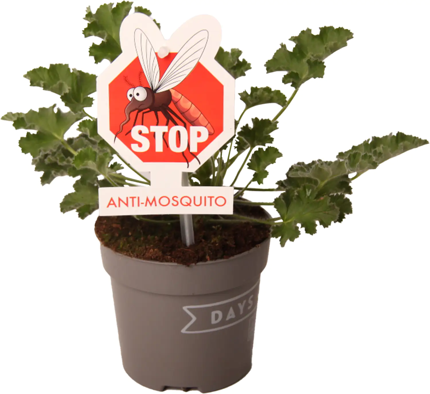 Pelargonium graveolens Duftgeranie "Mosquito Fighter" 10,5 cm Topf