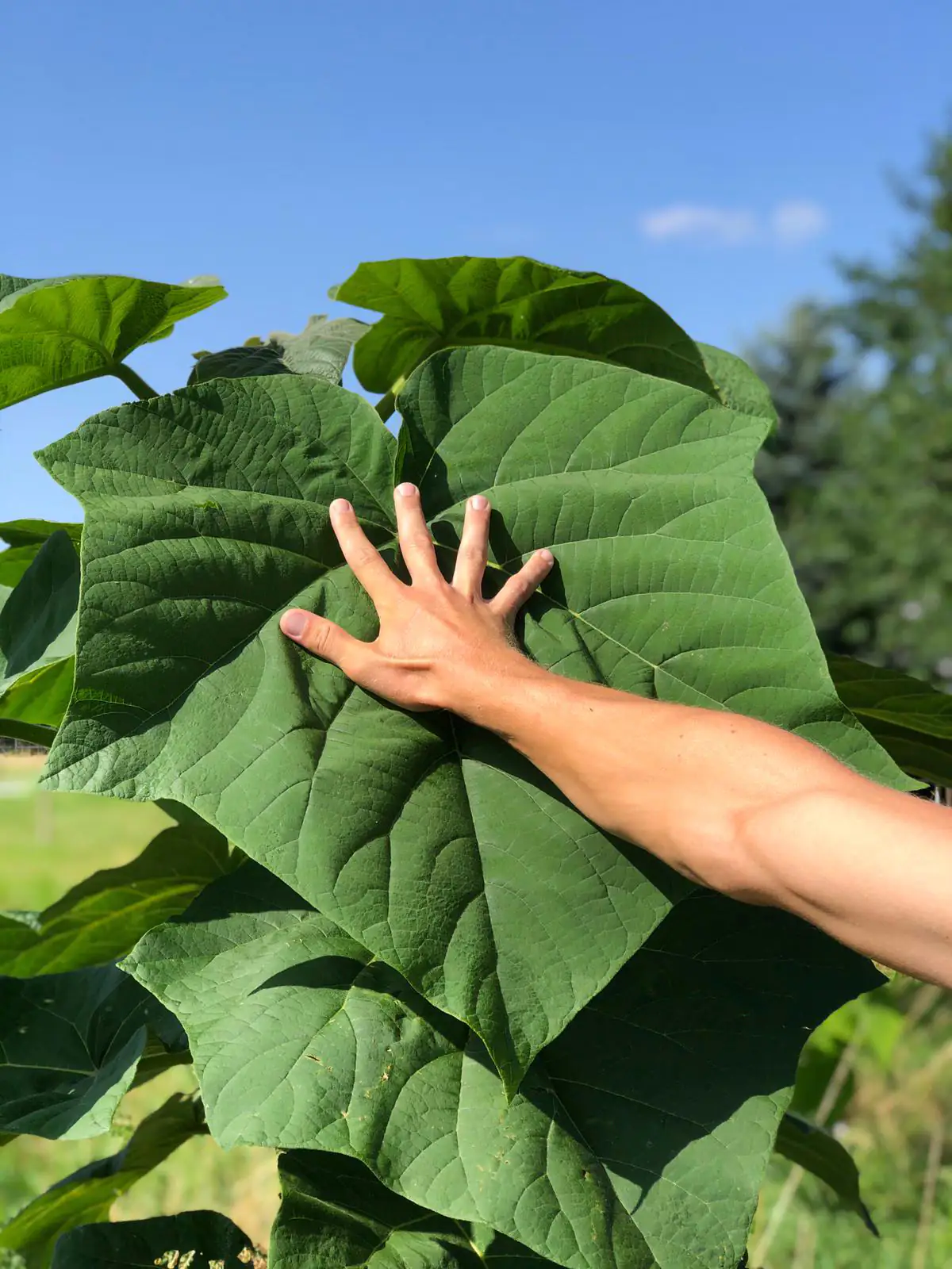 CO2 Klimaheld Blauglockenbaum 21 cm Topf