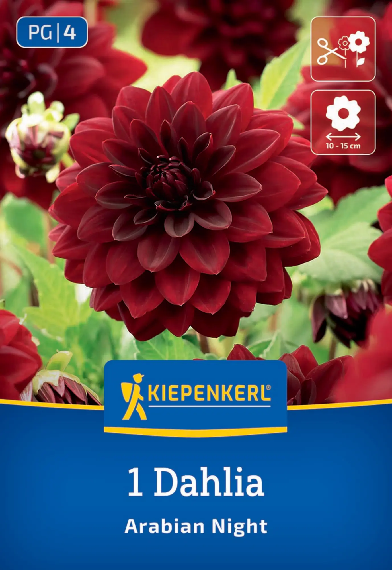 Kiepenkerl Frühjahrsblumenzwiebel Seerosen-Dahlie Arabian Night 1 Stück