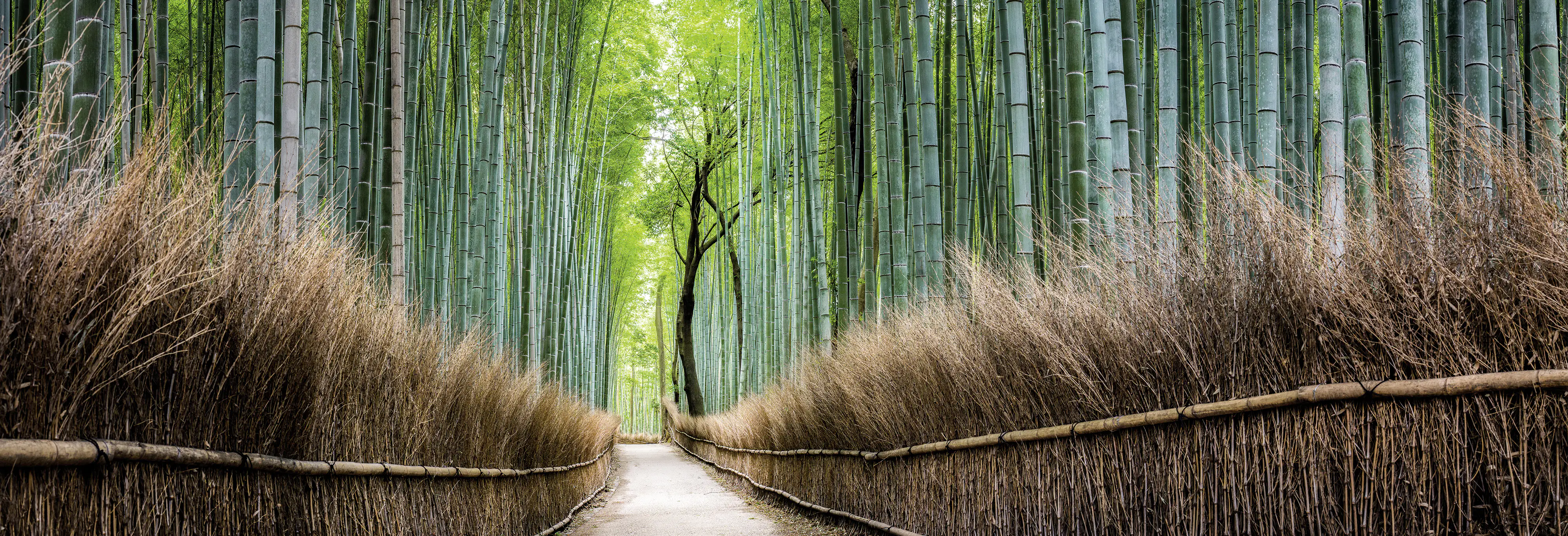 Deco-Panel Bild - Der Weg 155 x 53 cm