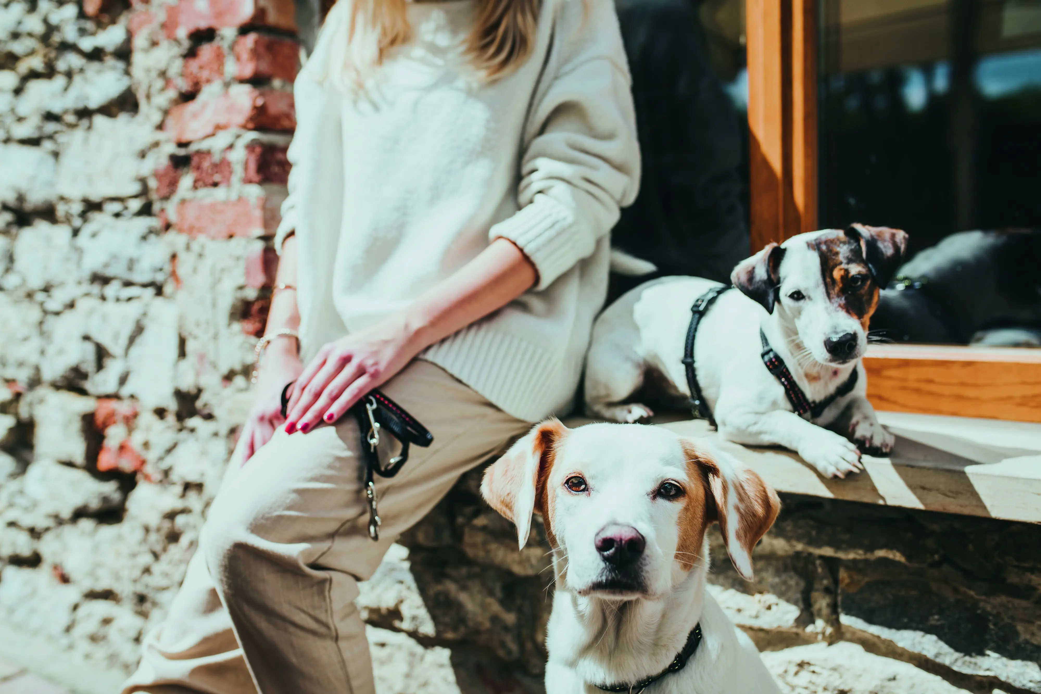 Hunter Hundegeschirr Tripoli S schwarz