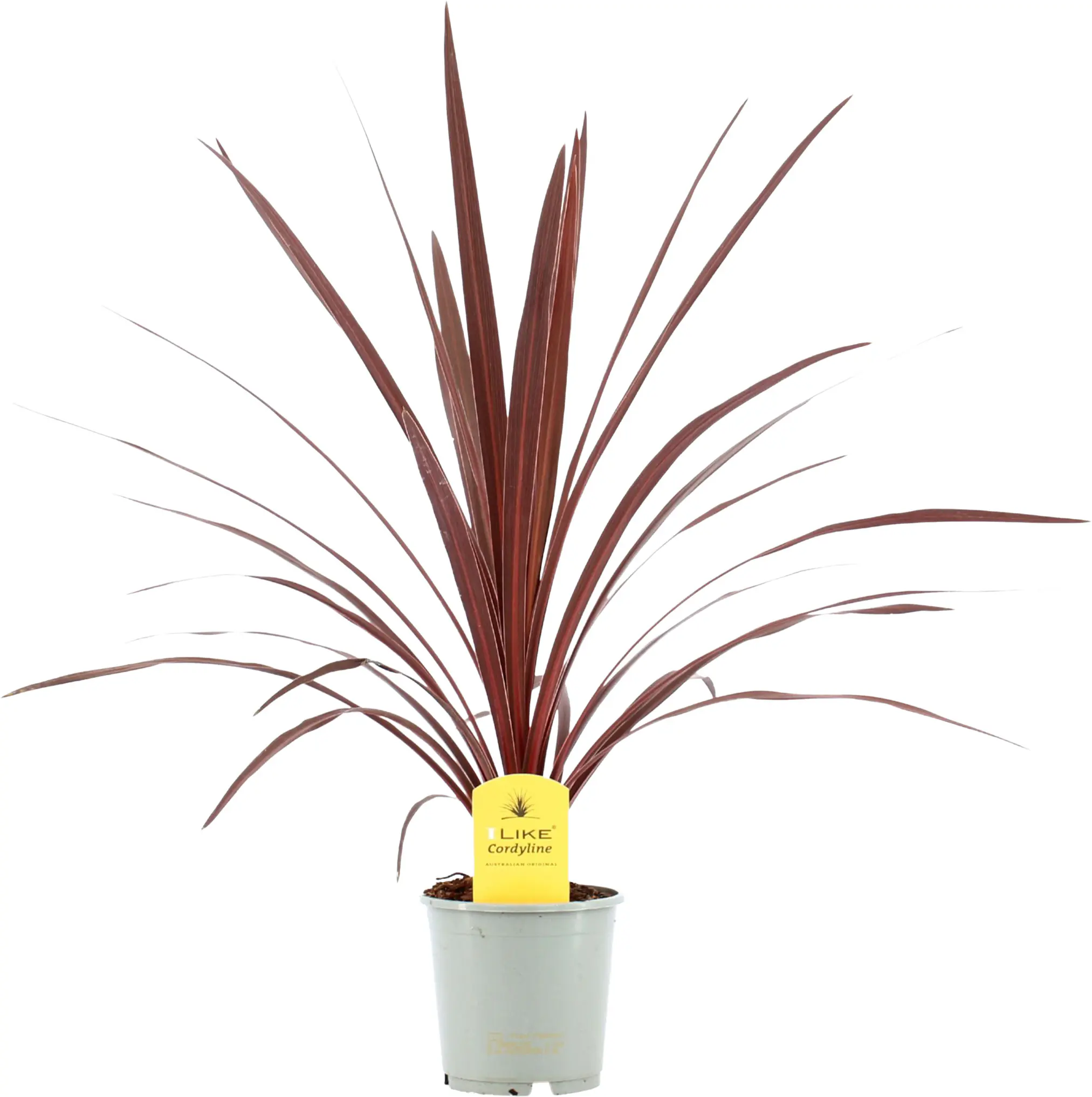 Keulenlilie Cordyline Australis 13 cm Topf