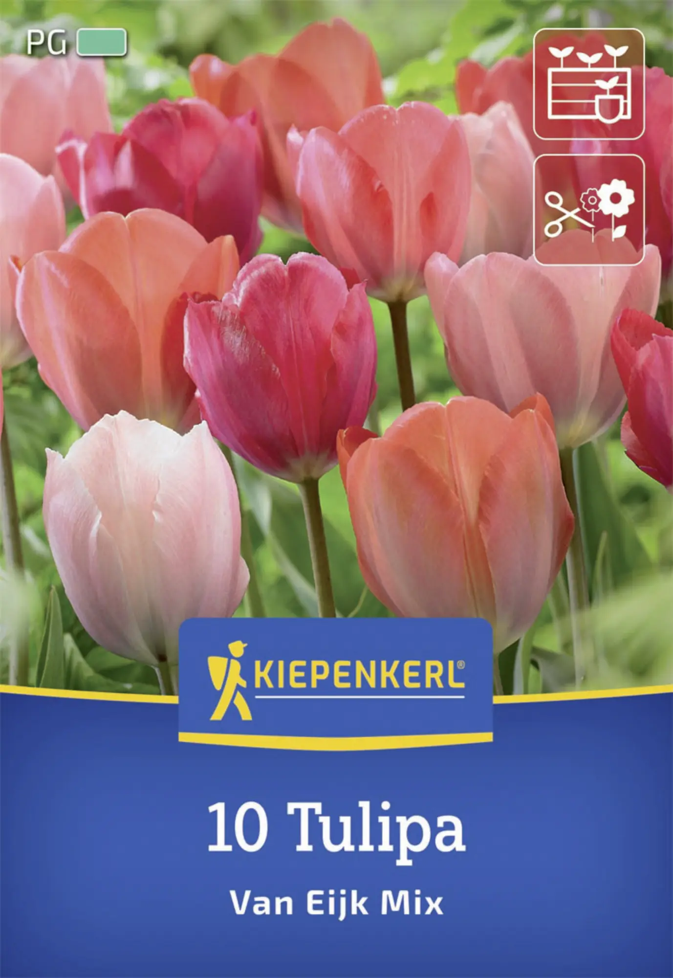 Kiepenkerl Herbstblumenzwiebel Darwin-Hybrid-Tulpe Van Eijk Mischung 10 Stück