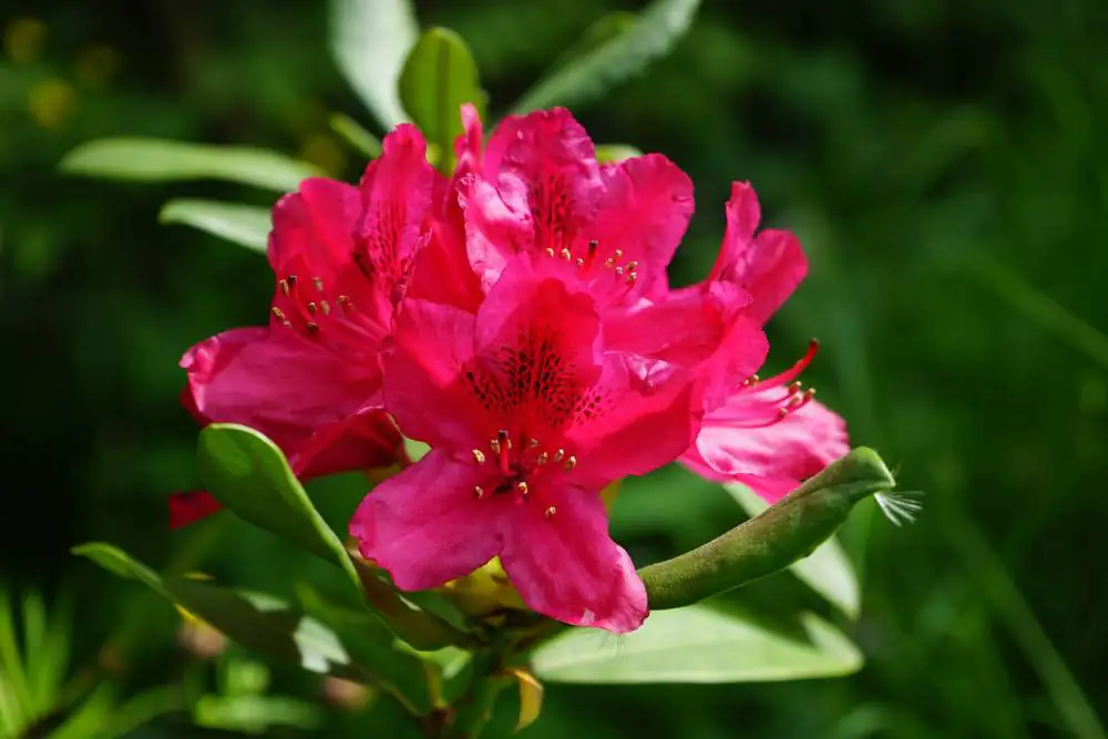 Rhododendron Nova Zembla 5 l Container