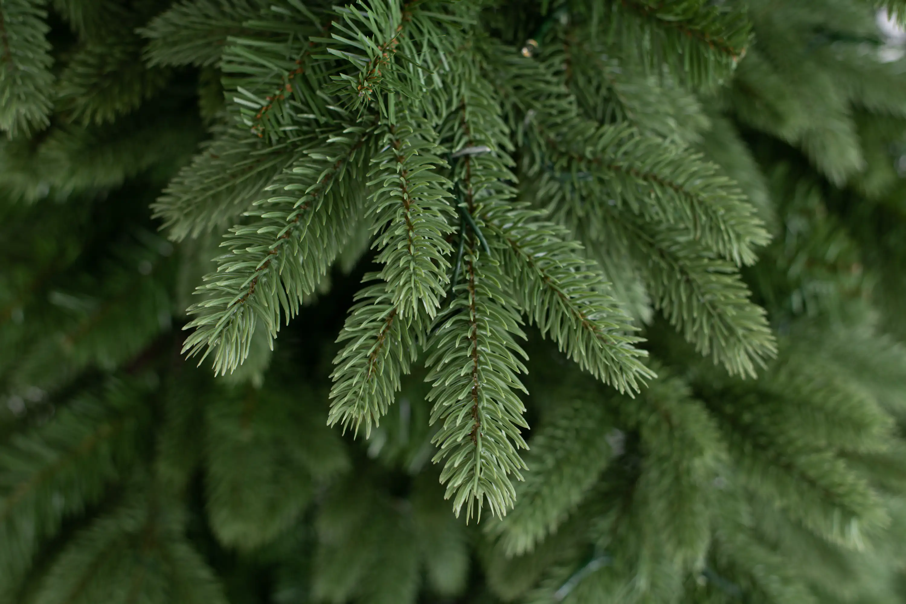 4895215153810_5 Evergreen Weihnachtsbaum Roswell Kiefer 150 cm beleuchtet