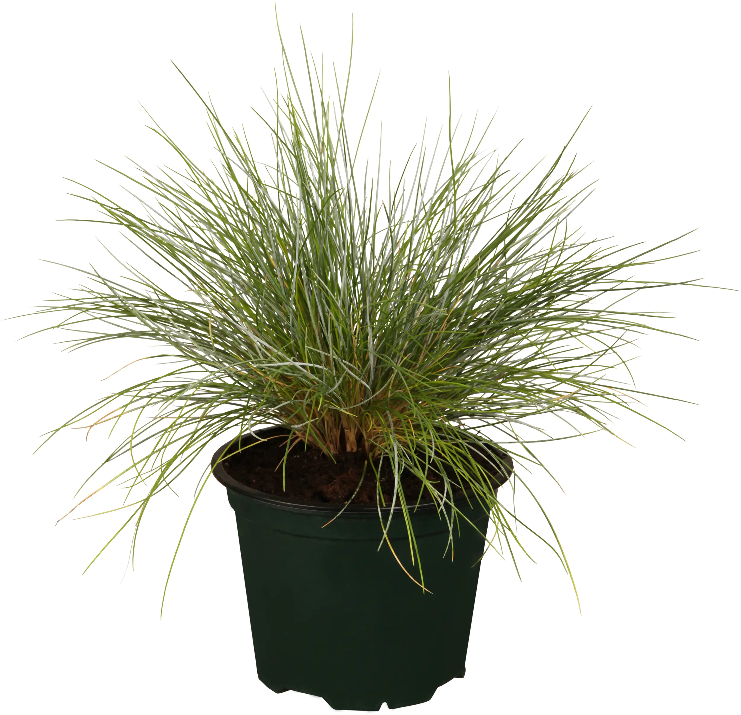 4029395049902 Ziergräser H 10-15 cm 11 cm Topf