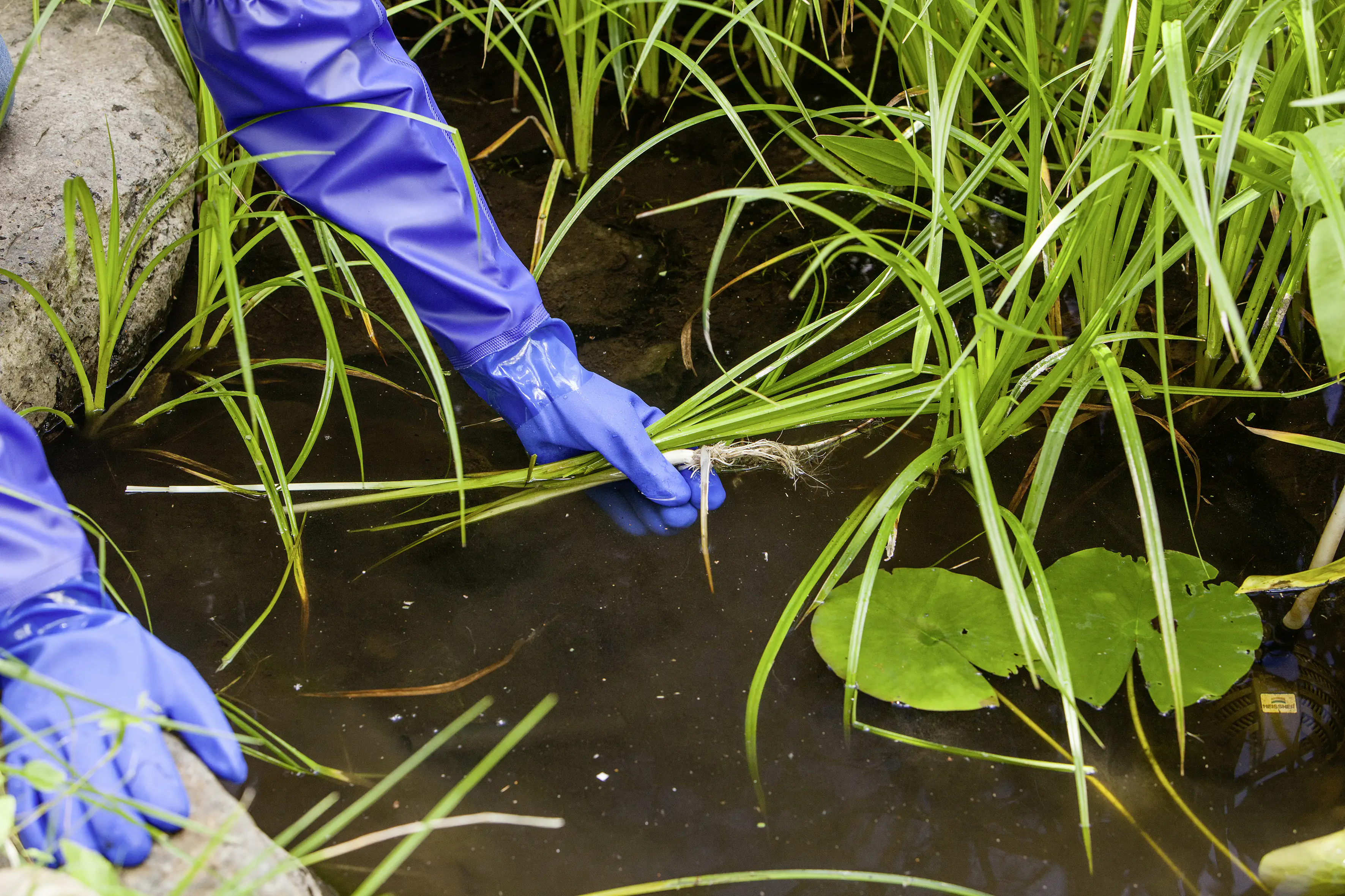 Heissner Teichhandschuh Größe S/M