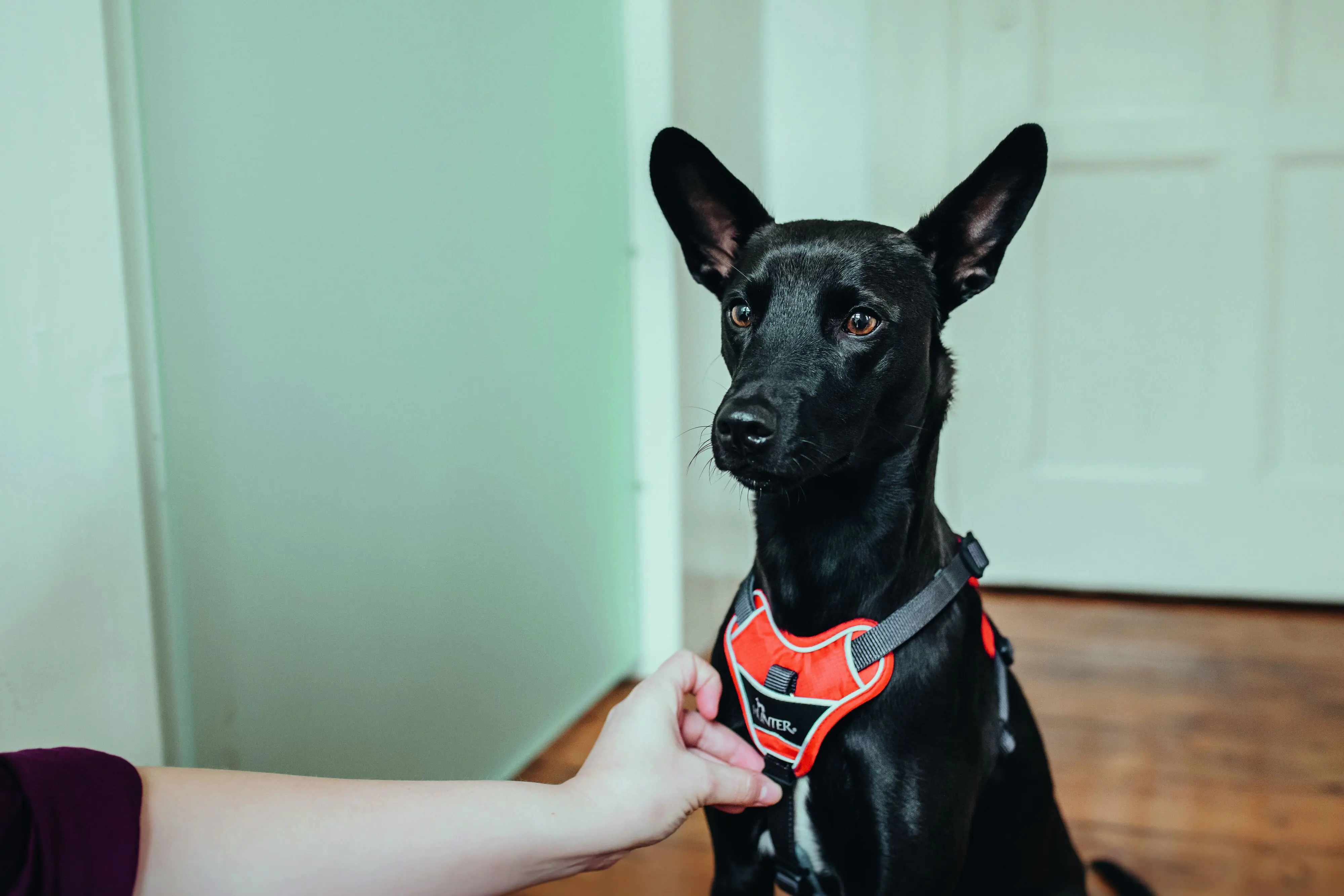 Hunter Hundegeschirr Divo L-XL rot/grau