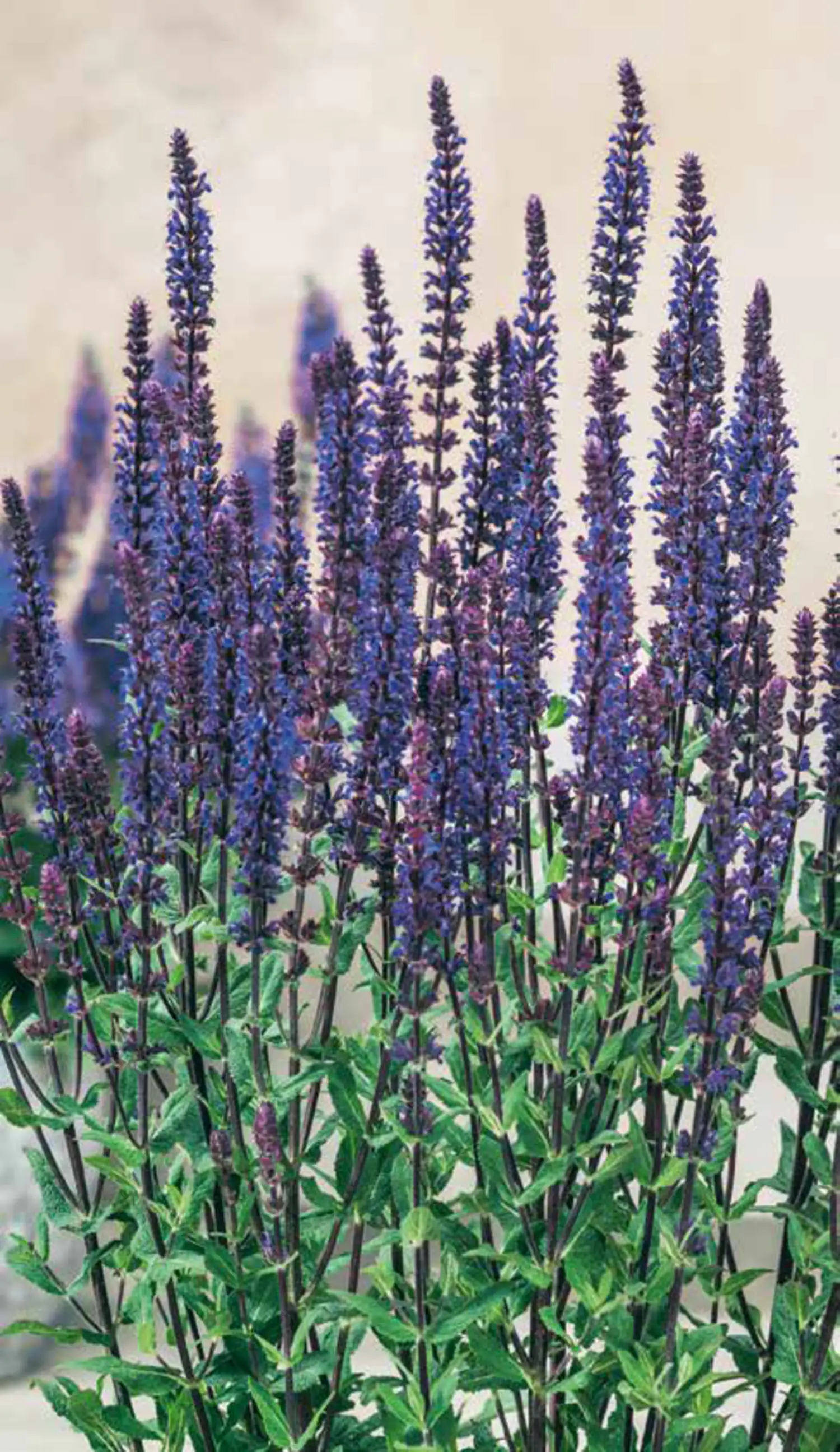 Salbei in Sorten Salvia H 30 cm+ 5 L Container Salbei in Sorten Salvia H 30 cm+ 5 L Container