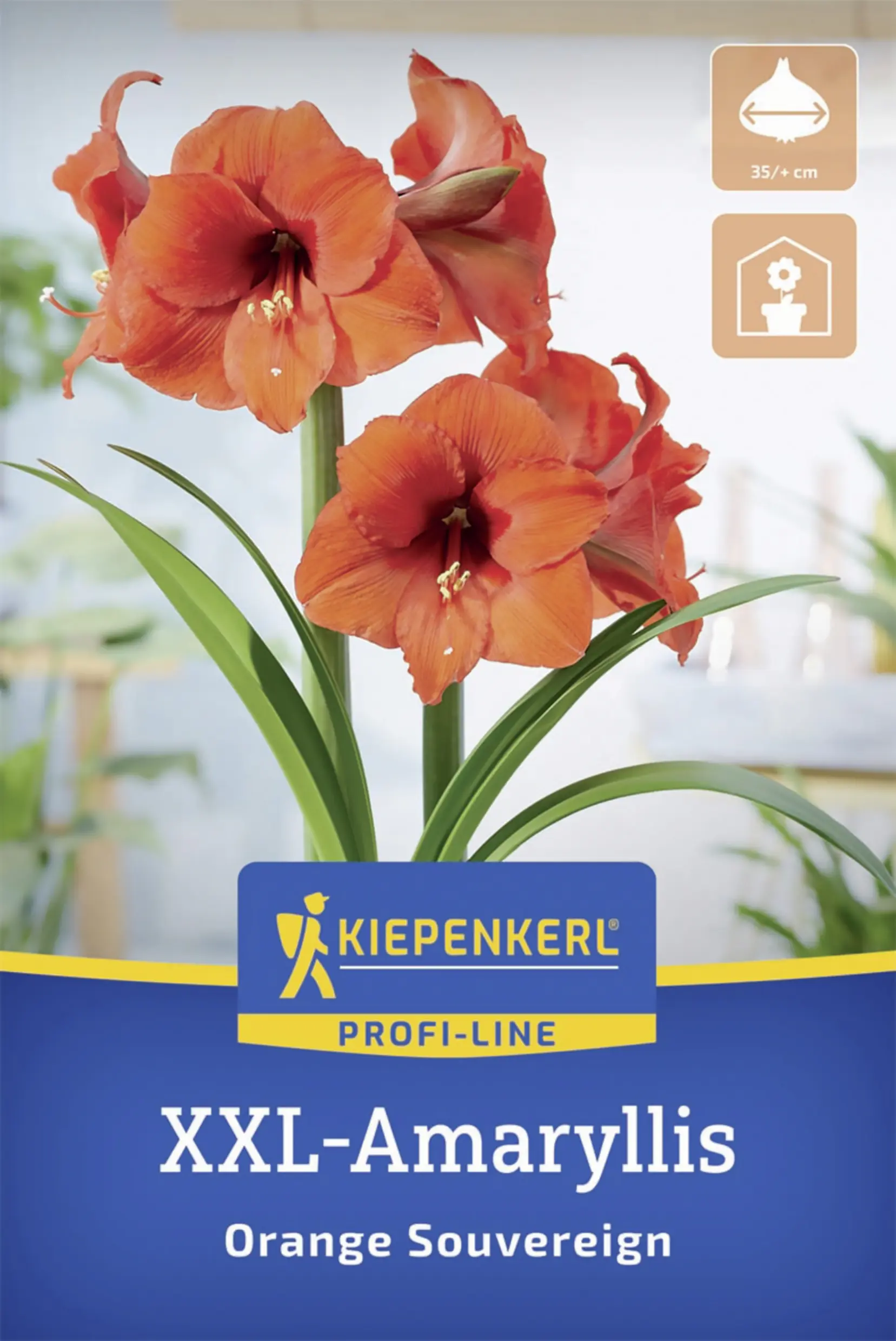 Kiepenkerl Amaryllis Orange Souvereign orange 1 Stück