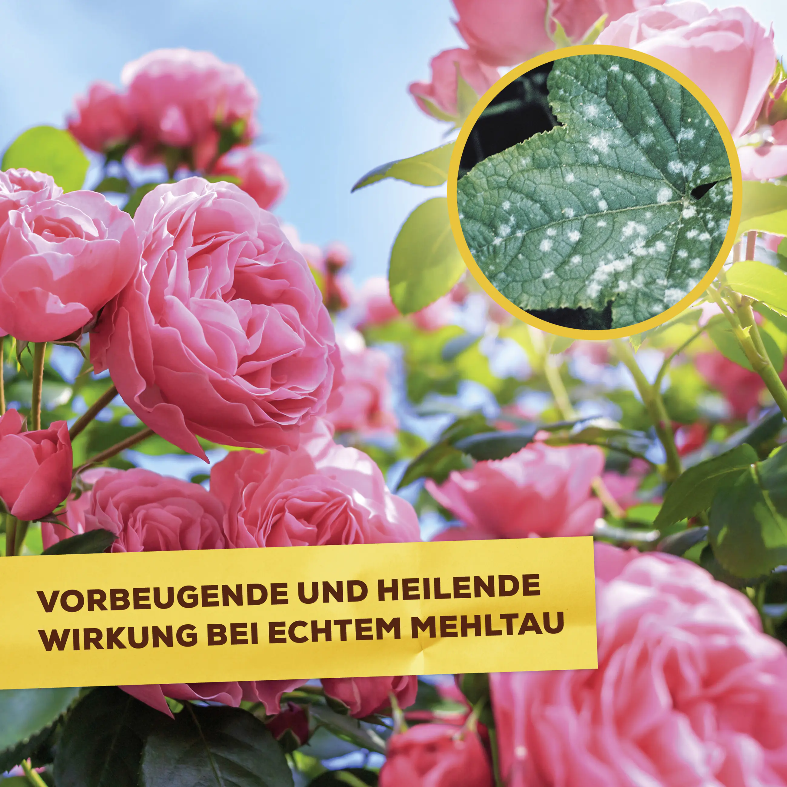 Solabiol Pilzfrei AF 750 ml