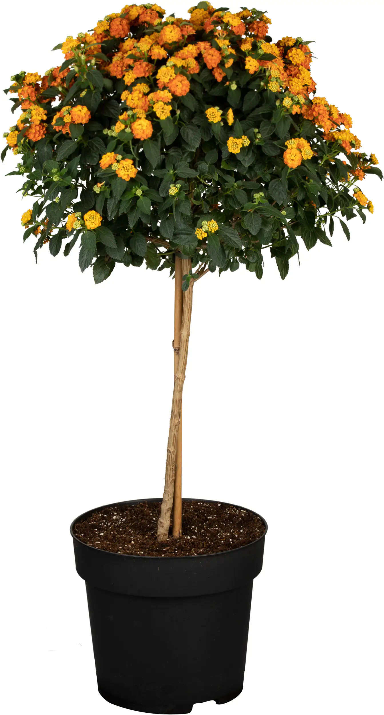 8717432933456_05 Kübelpflanze Hochstamm H ca 75 cm 19 cm Topf