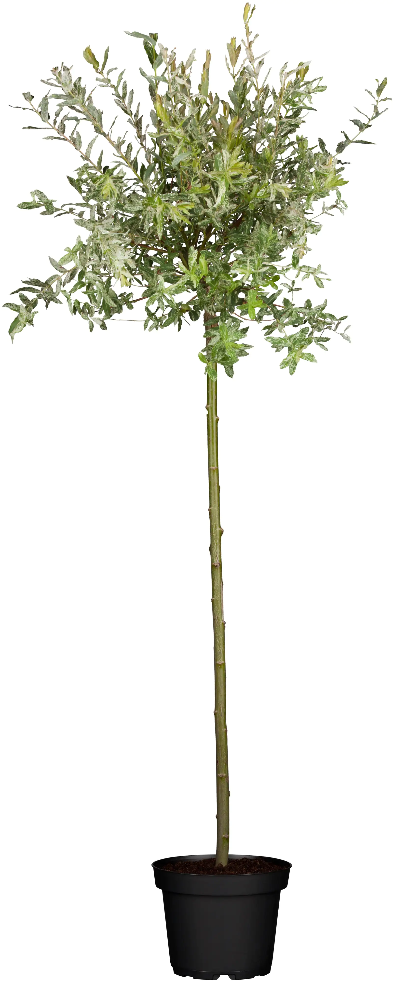 Harlekinweide Hakuro Nishiki 80 cm hoch 5 l Container