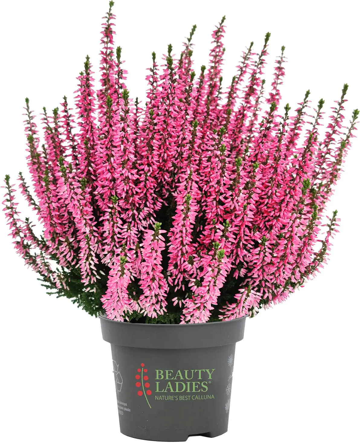 Calluna Beauty Ladies Uni 11 cm Topf