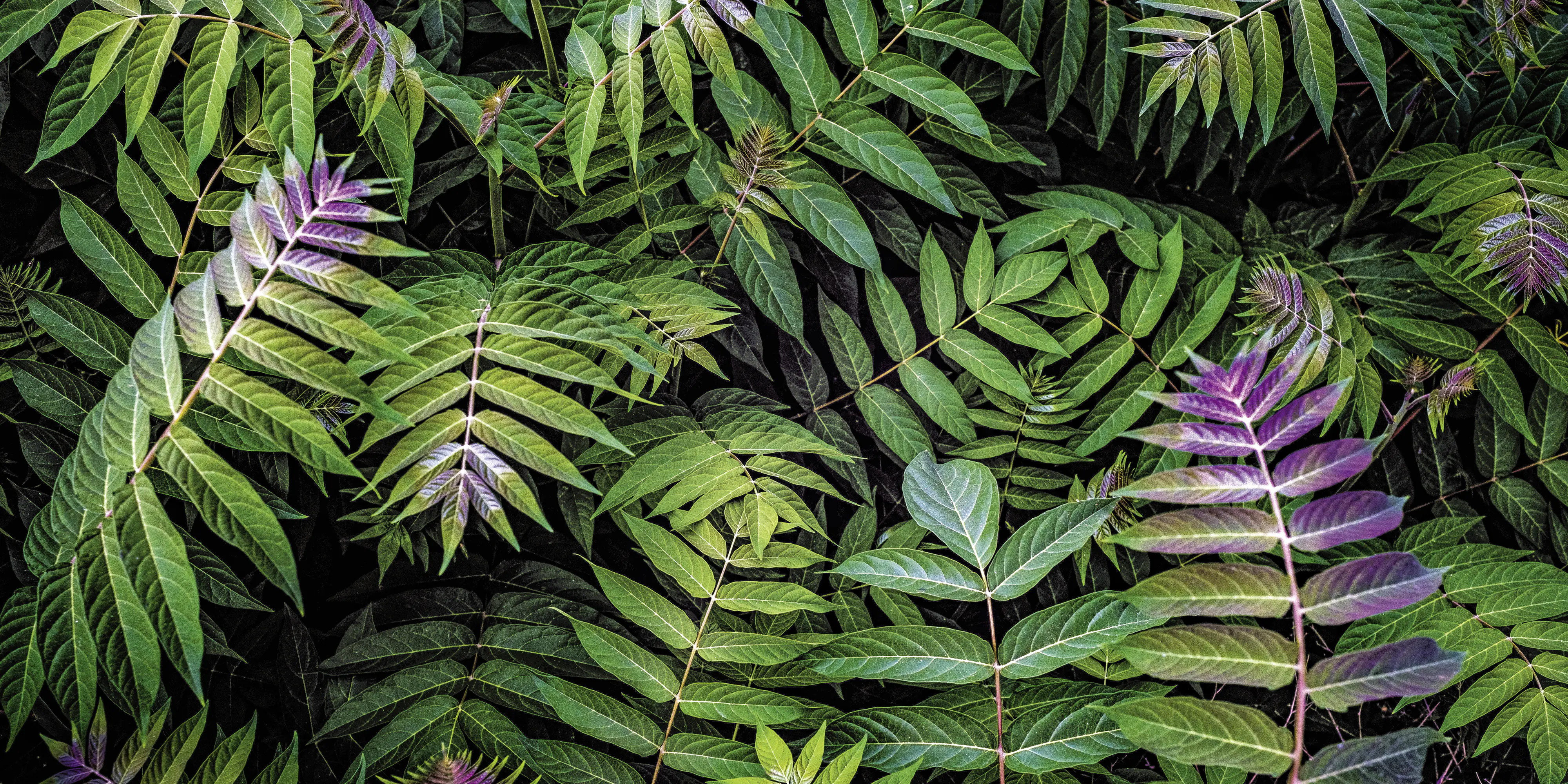 Keilrahmenbild Greemleves 90 x 45 cm