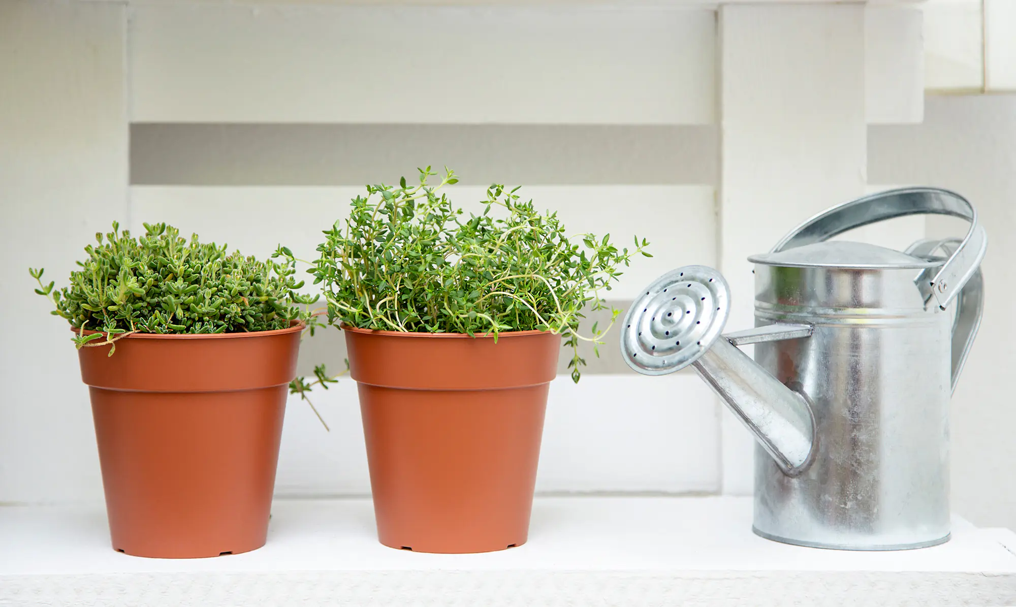 Artevasi Anzuchttopf Madagascar Kunststoff anthrazit Ø 40 x 39 cm 