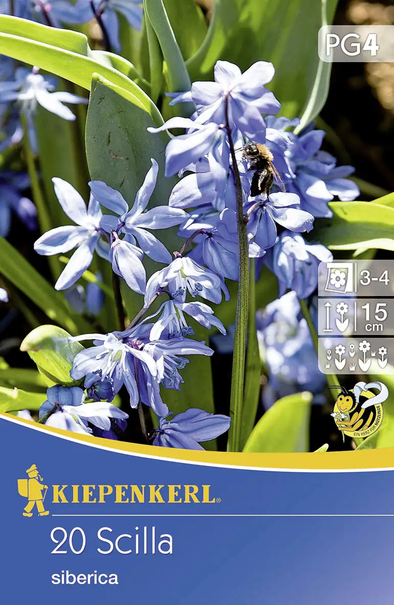 Siberisches Blausternchen Scilla siberica