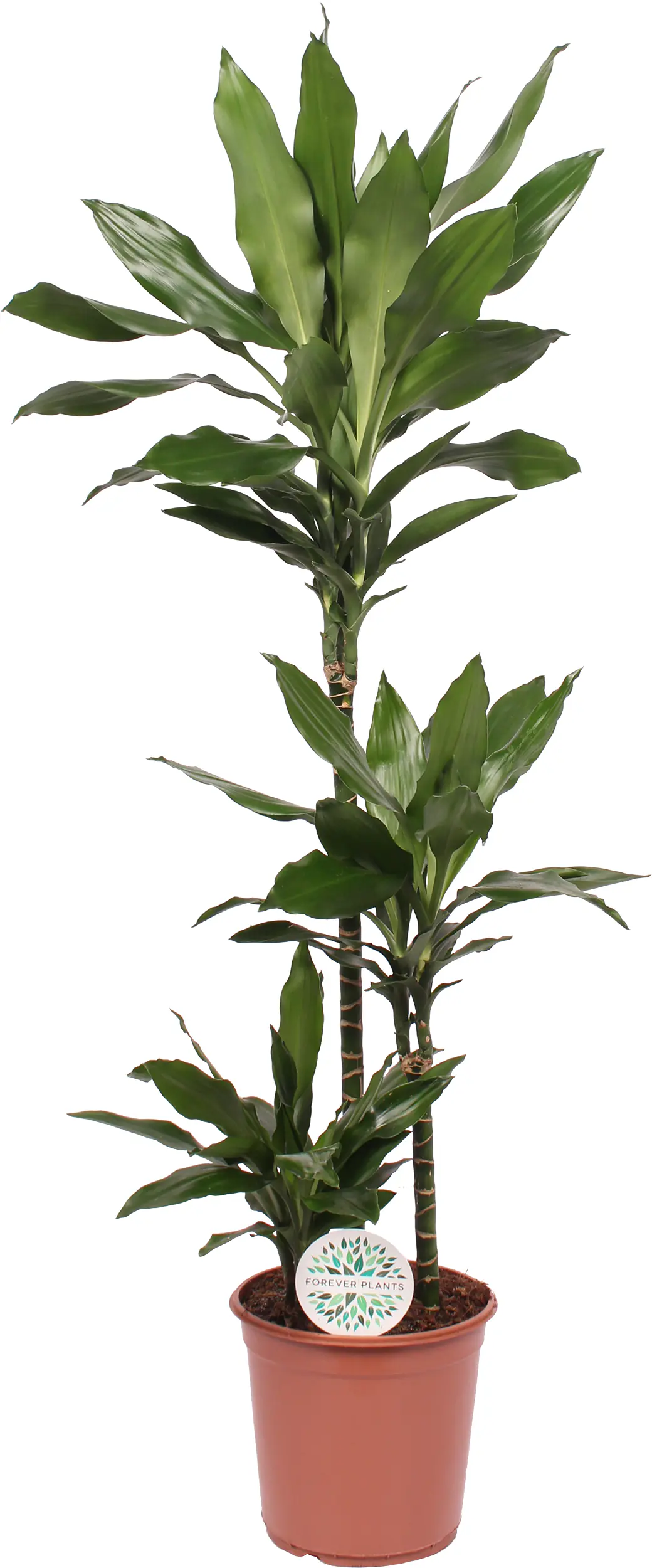 Grünpflanzen-Mix H 120 cm, 24 cm Topf