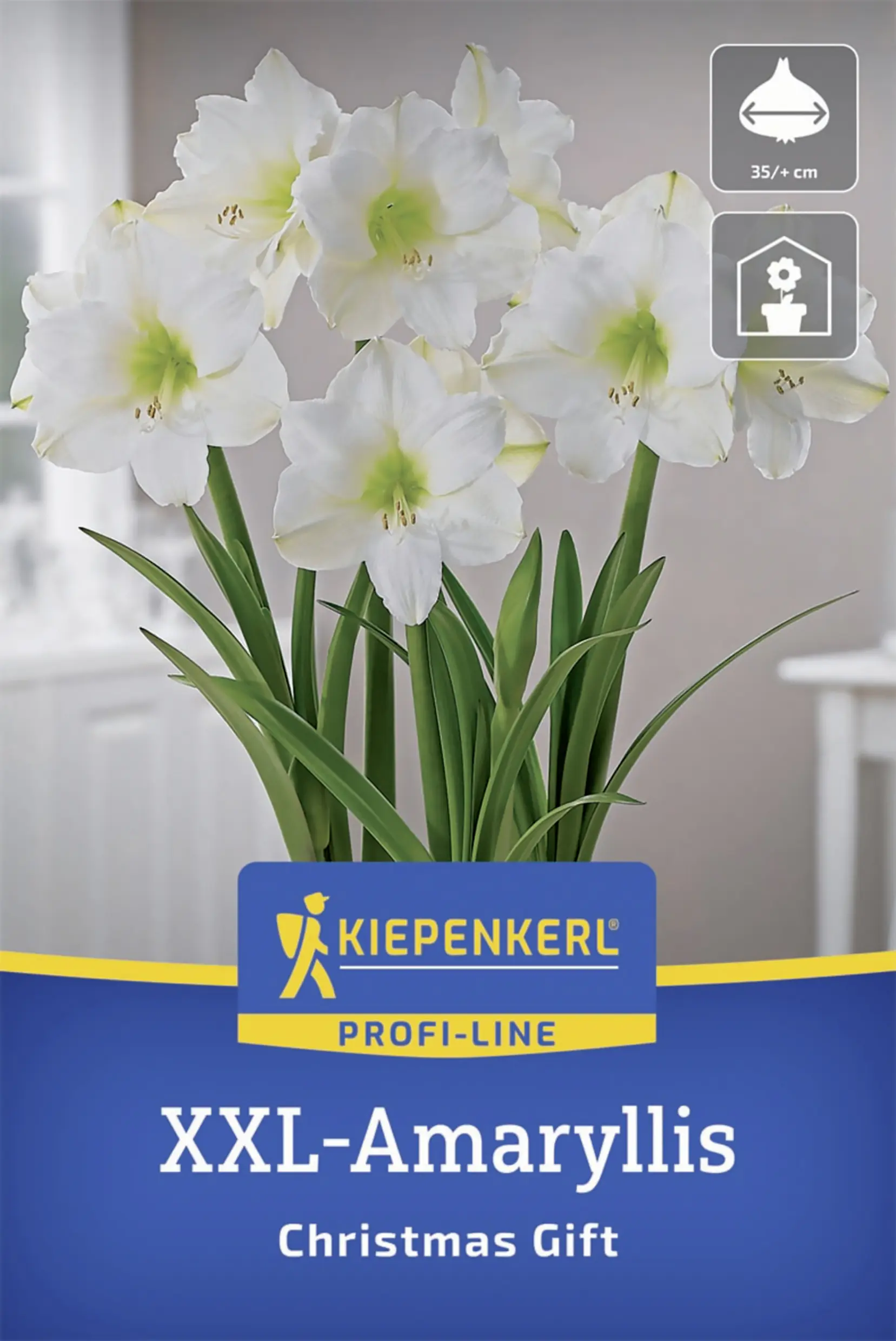 Kiepenkerl Amaryllis Christmas Gift weiß 1 Stück