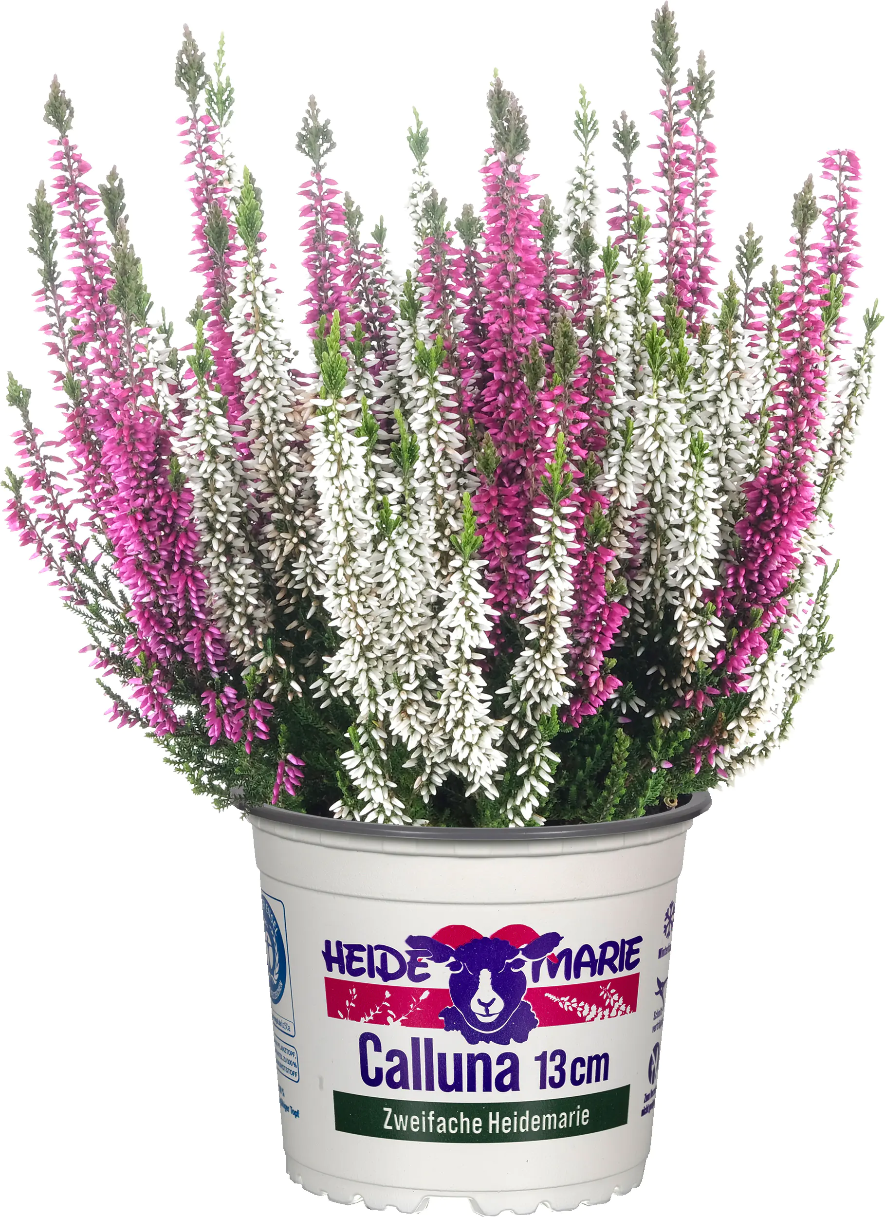Heidemarie Calluna vulgaris die Zweifache Heidemarie®  H 15 - 25 cm P13 Container Heidemarie Calluna vulgaris die Zweifache Heidemarie®  H 15 - 25 cm P13 Container