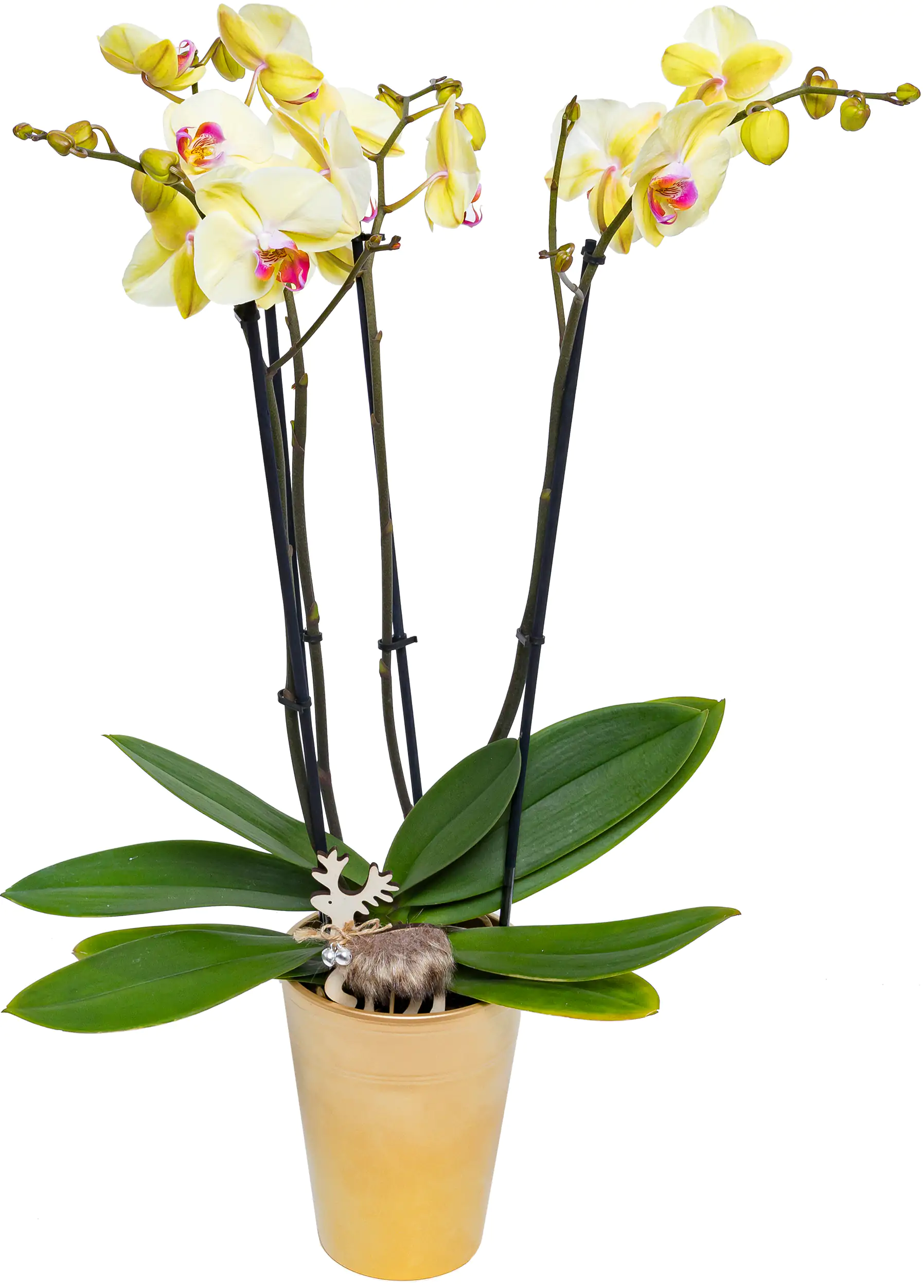 Orchidee Phalaenopsis 4-Trieber H 55 - 65 cm  12 cm Topf
