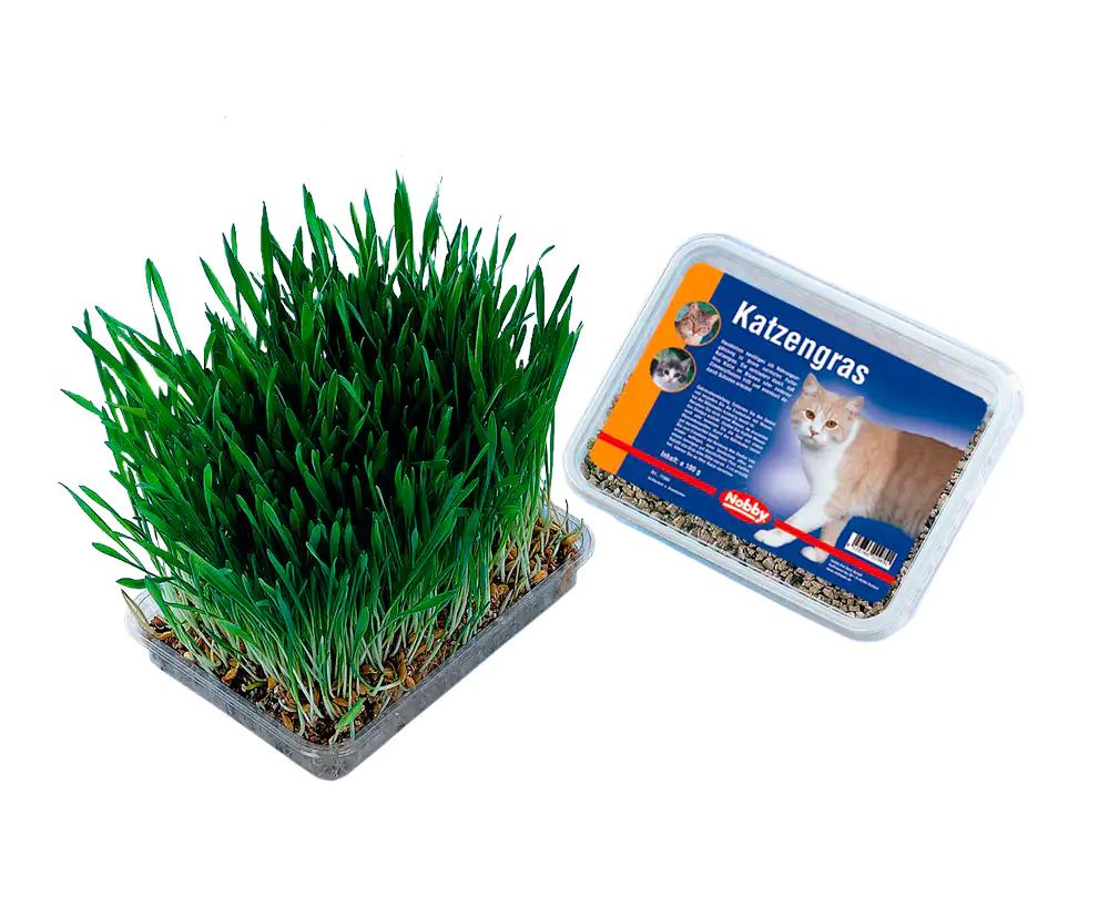 Nobby Katzengras 100 g Nobby Katzengras 100 g