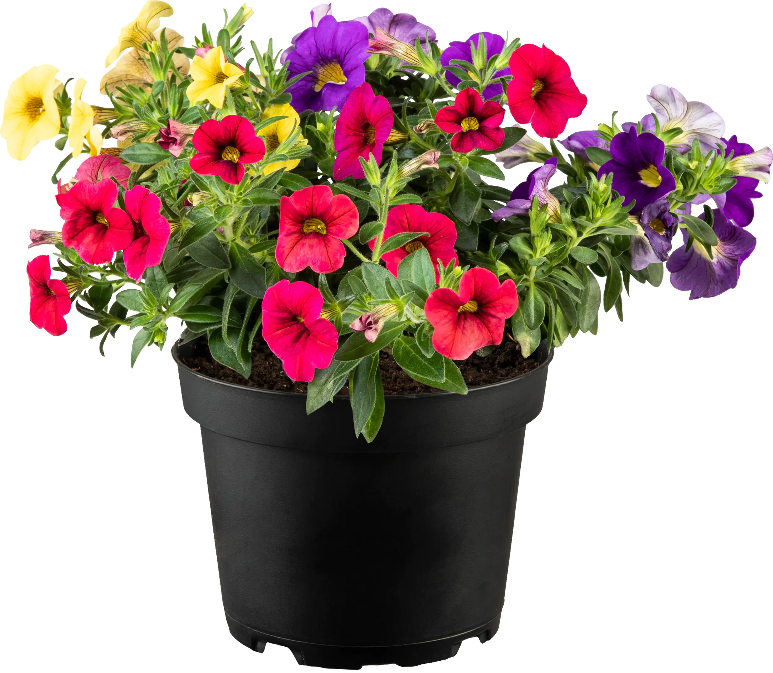 Zauberglöckchen Petunie Trio Calibrachoa Calipetite 13 cm Topf