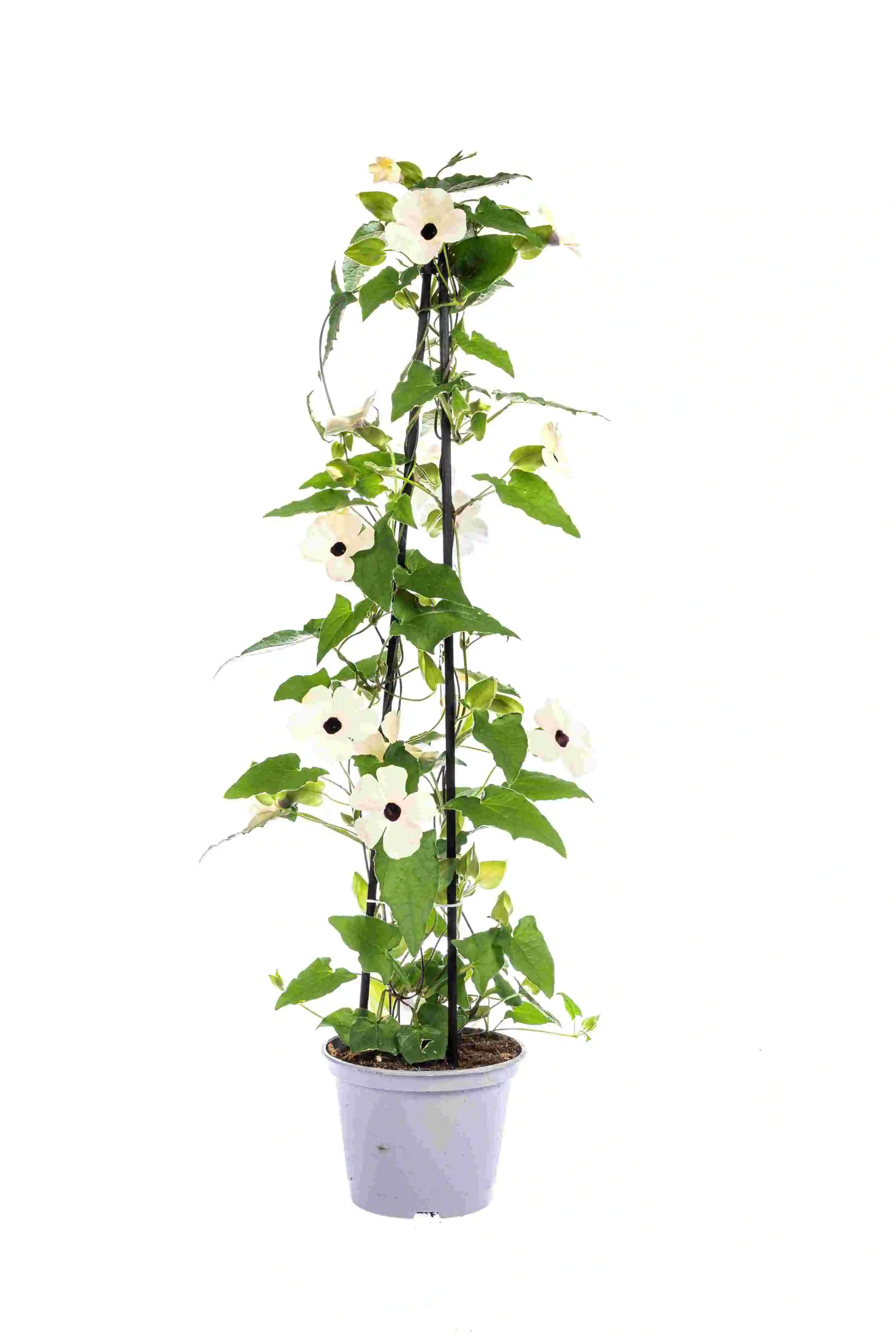 Schwarzäugige Susanne Thunbergia im 13 cm Topf Schwarzäugige Susanne Thunbergia im 13 cm Topf