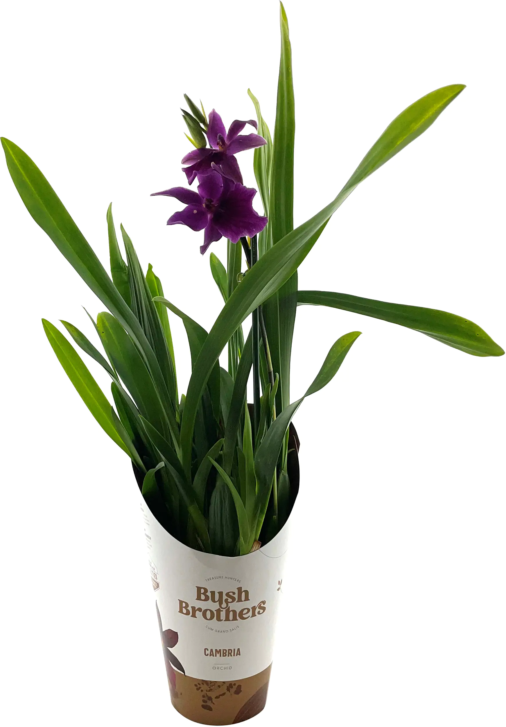 Orchideen exotische Sondersorten Mix 12 cm Topf Orchideen exotische Sondersorten Mix 12 cm Topf
