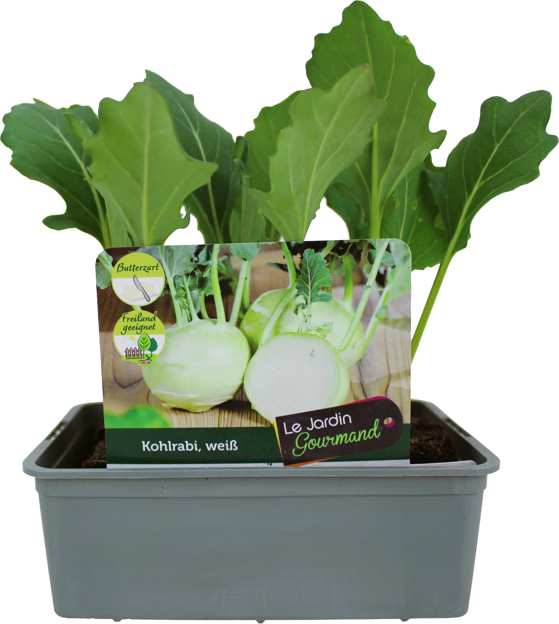 Kohlgemüse"Le Jardin Gourmand" Kohlrabi weiß 6er Schale
