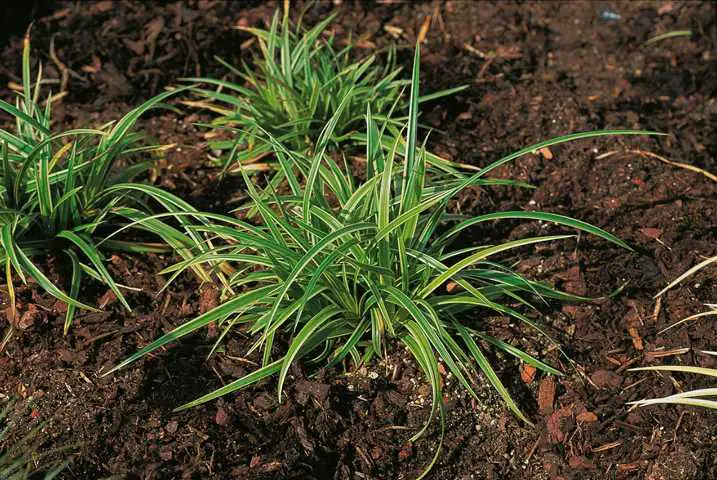 Ziergras Carex hach. Ice Dance 17 cm Topf