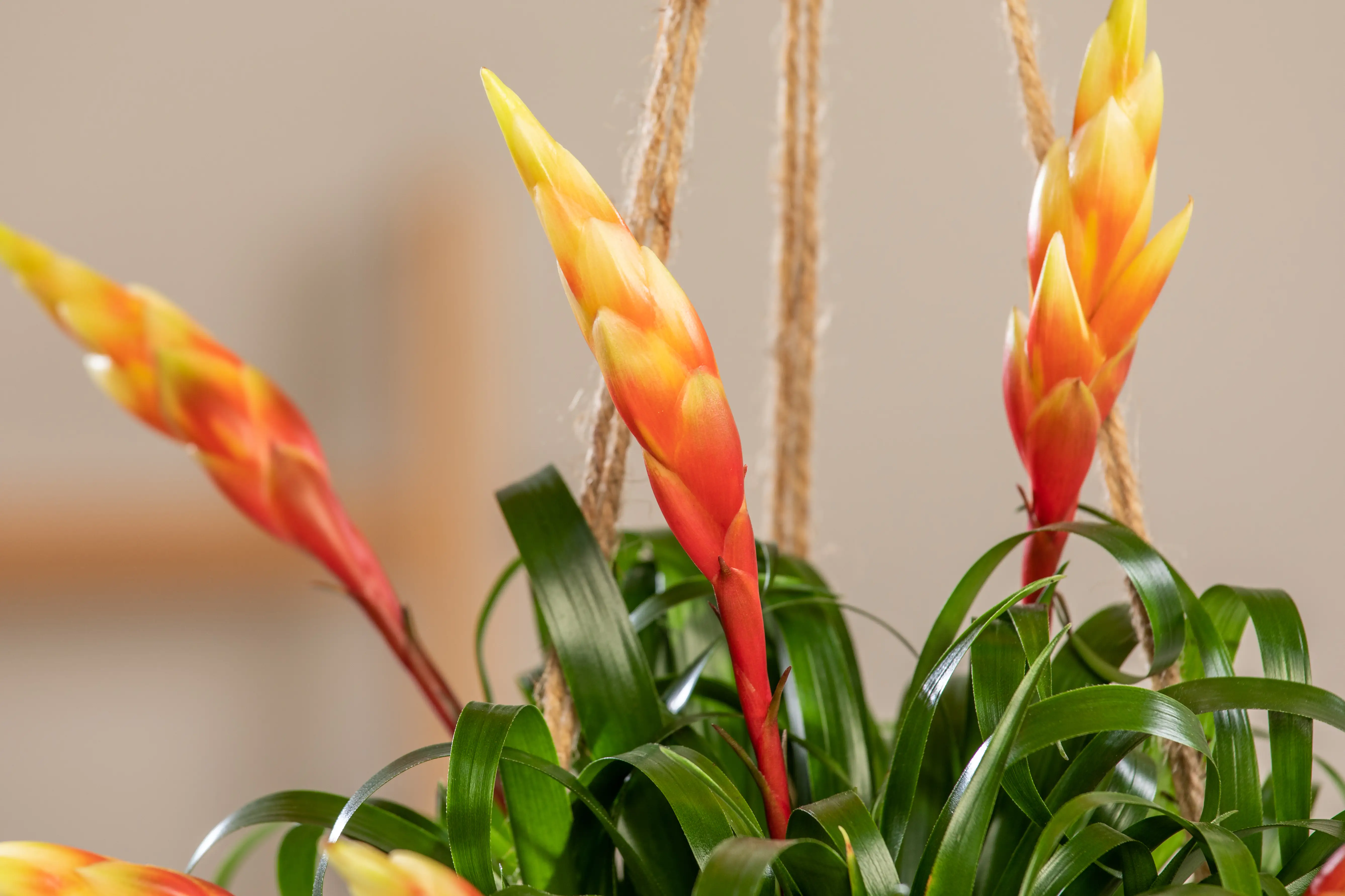 Kokodama Ampel Vriesea Astrid H ca. 25 cm 15 cm Topf 