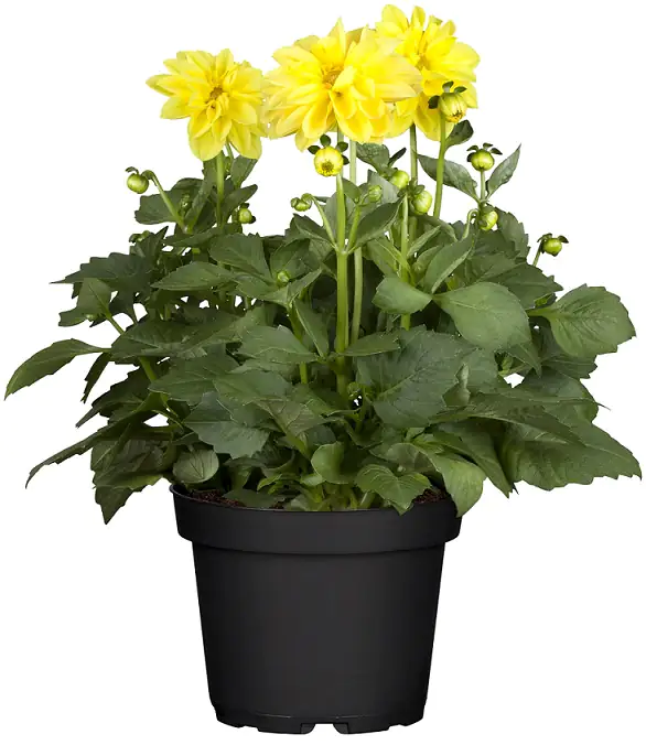 Dahlie 13 cm Topf