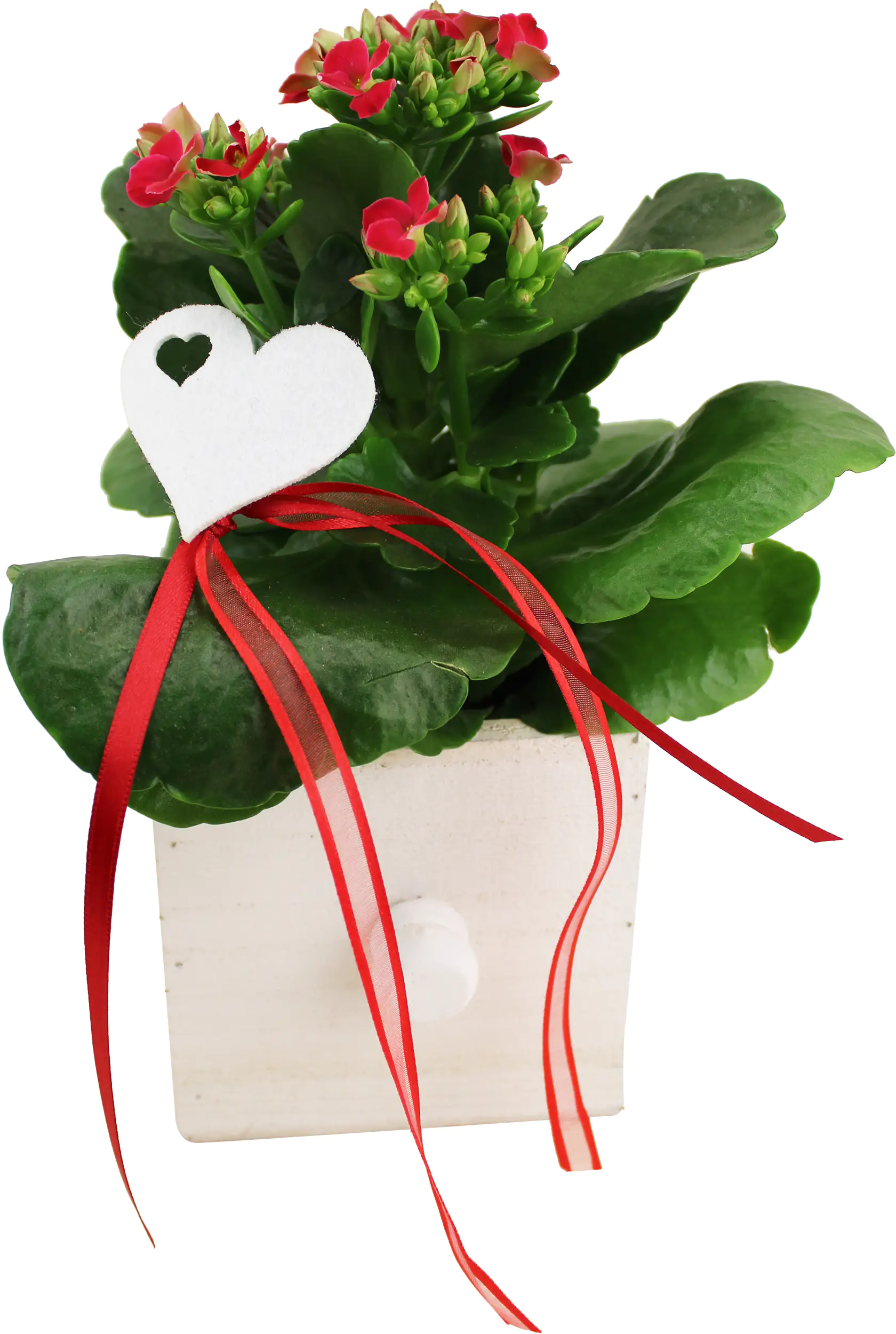 Arrangement für Innen in Holzschublade 10 cm