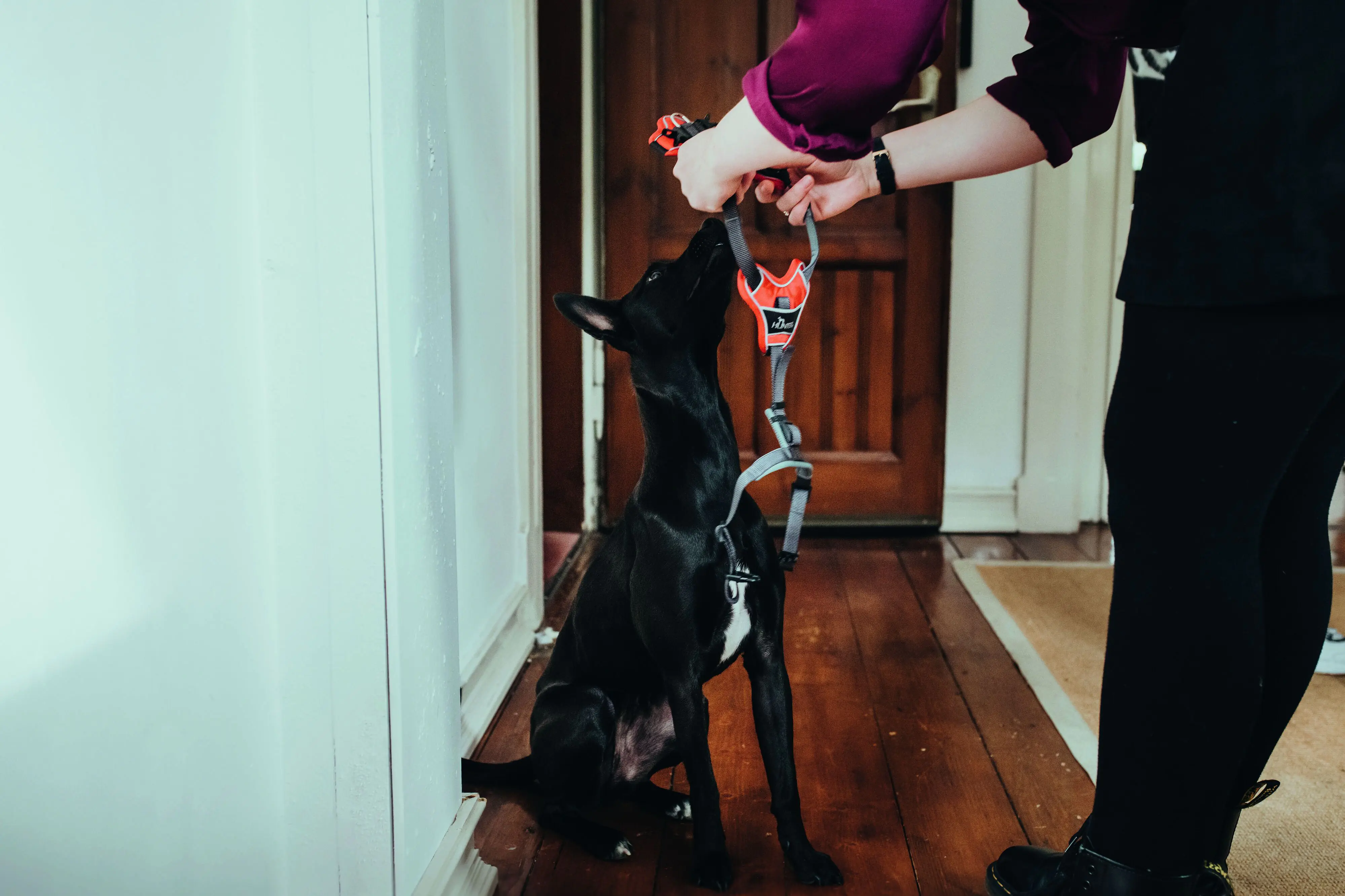 Hunter Hundegeschirr Divo S rot/grau