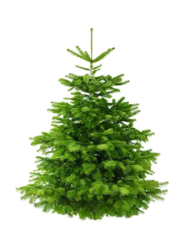 Nordmanntanne echter Weihnachtsbaum 160-180 cm, frisch gefällt