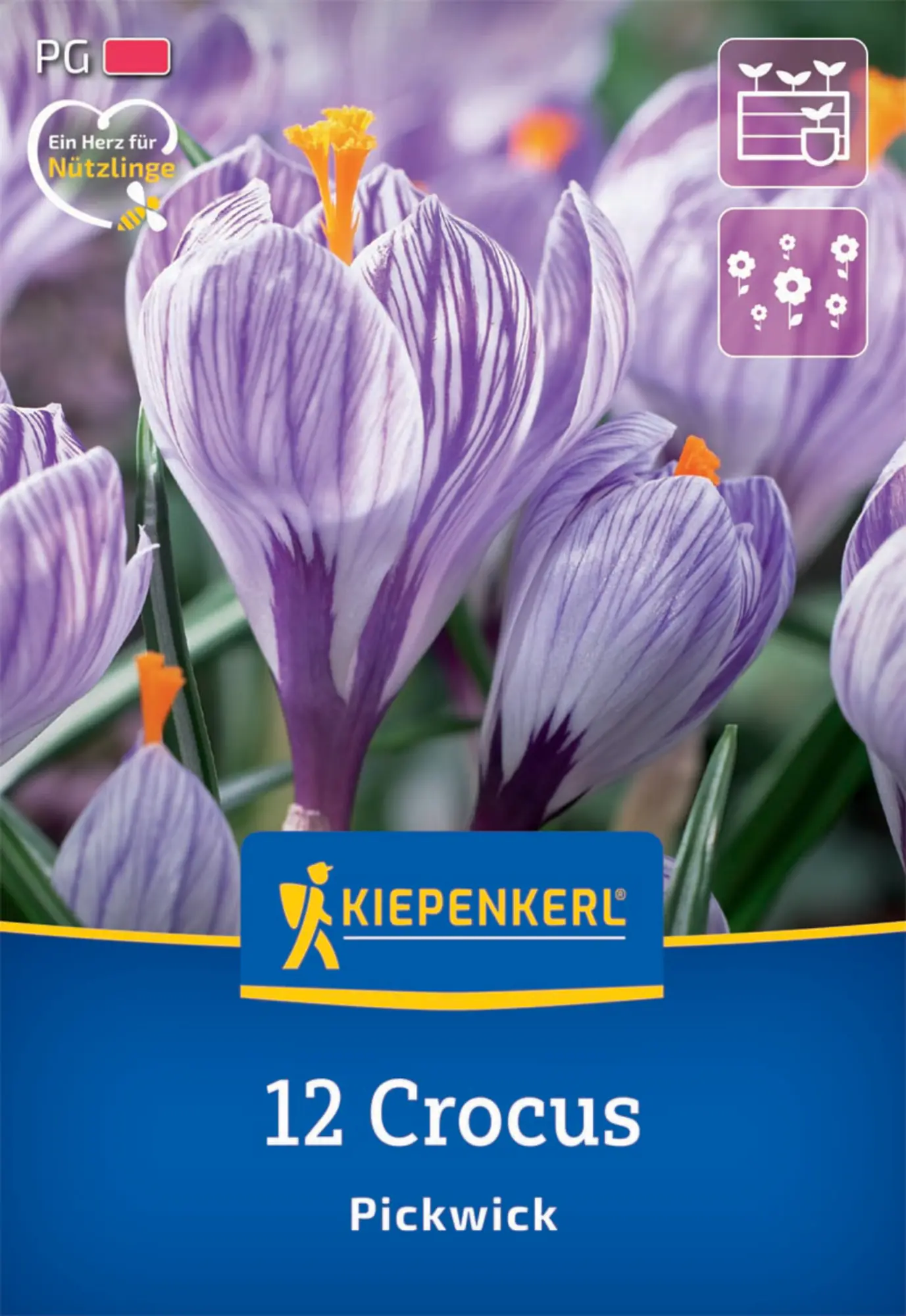 Kiepenkerl Herbstblumenzwiebel Krokus Pickwick 12 Pflanzen